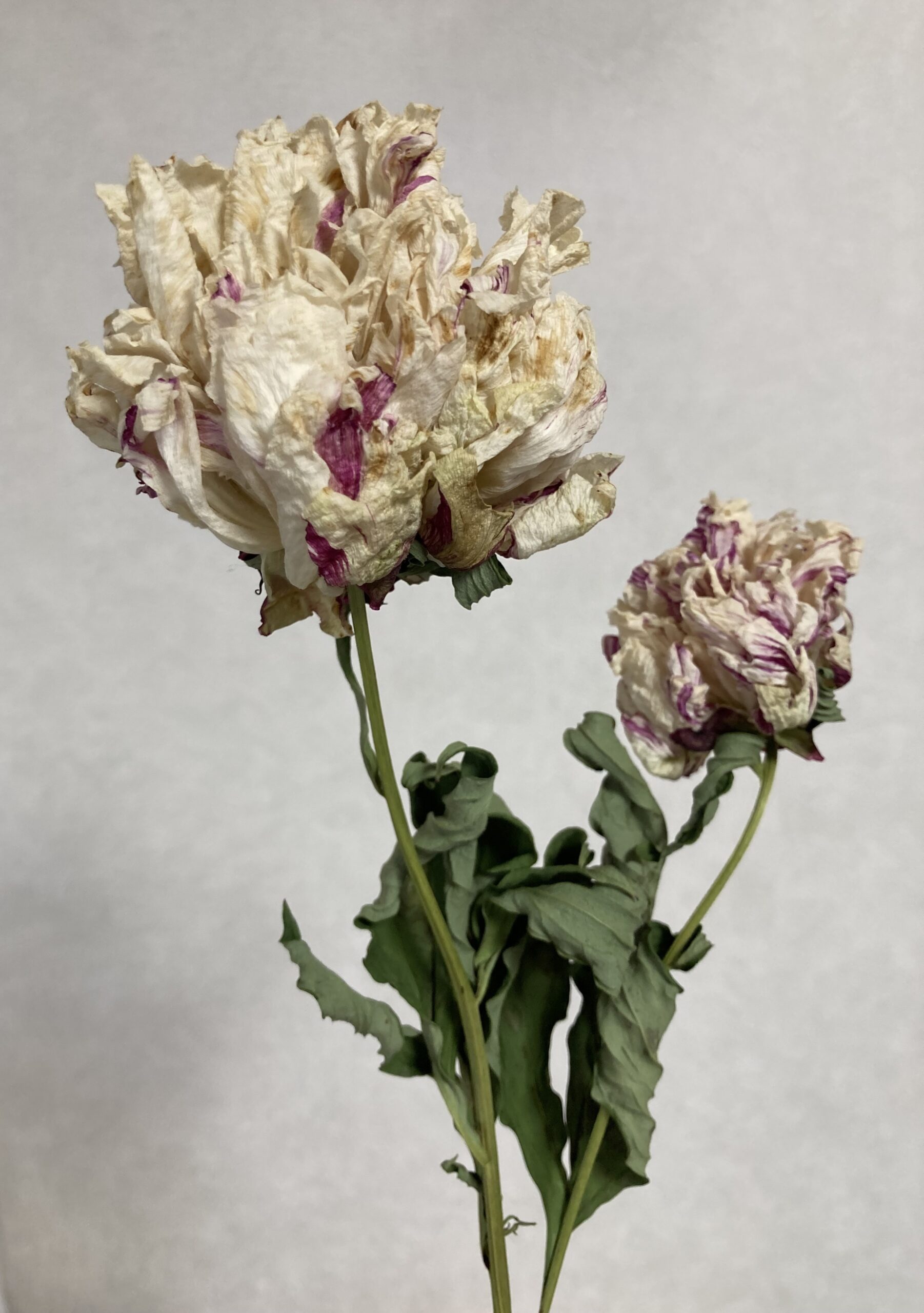 やっぱり白い部分が変色してしまうのが残念だ。特にこの花はピンクの絞りが少なくて割を食っている。