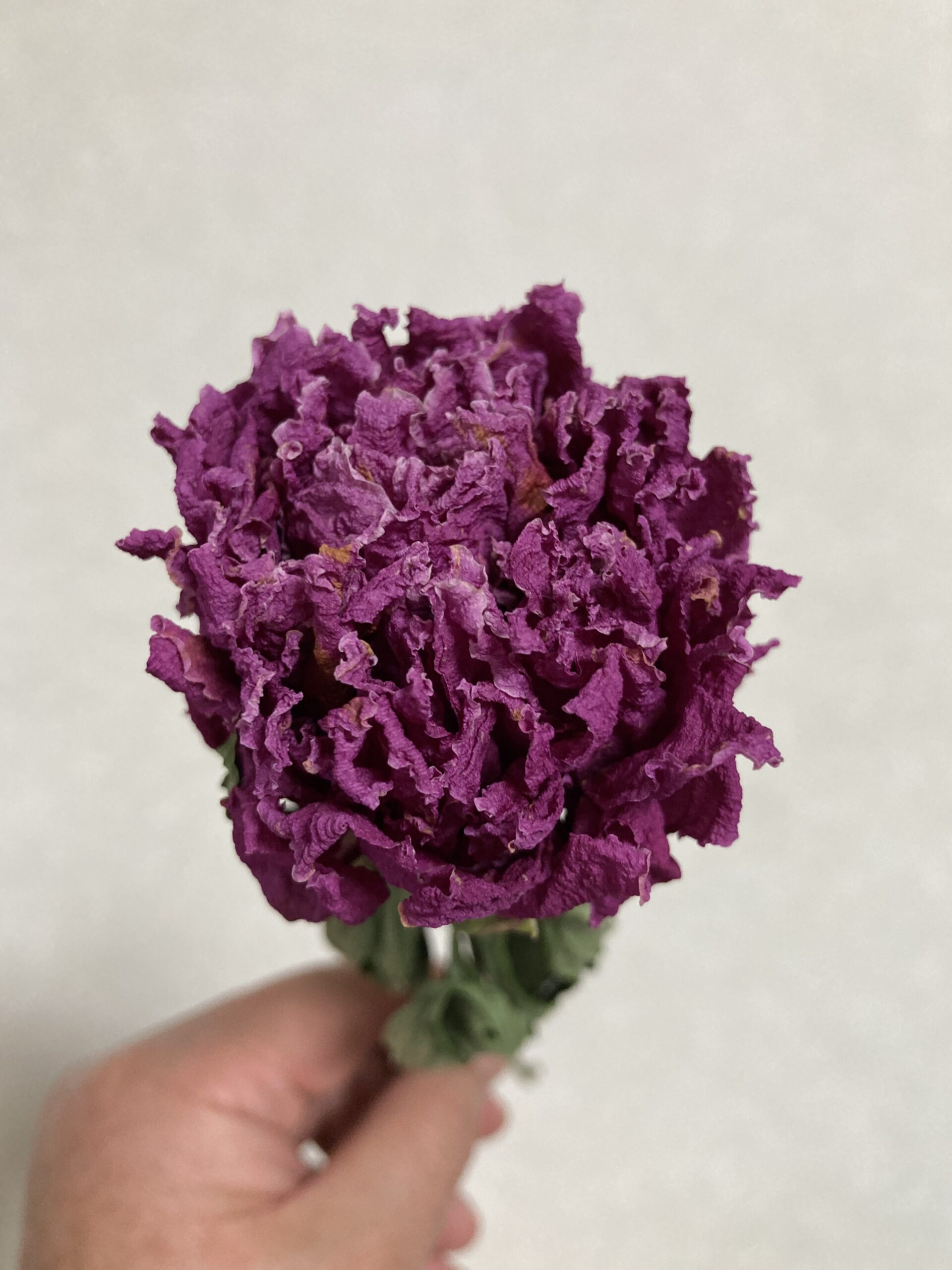 ほぼ真上から撮影したもの。成功の理由がこれで良く分かる。ポイントは凝縮された花弁の全てが同じ色で乾燥していること。中々こうならない。