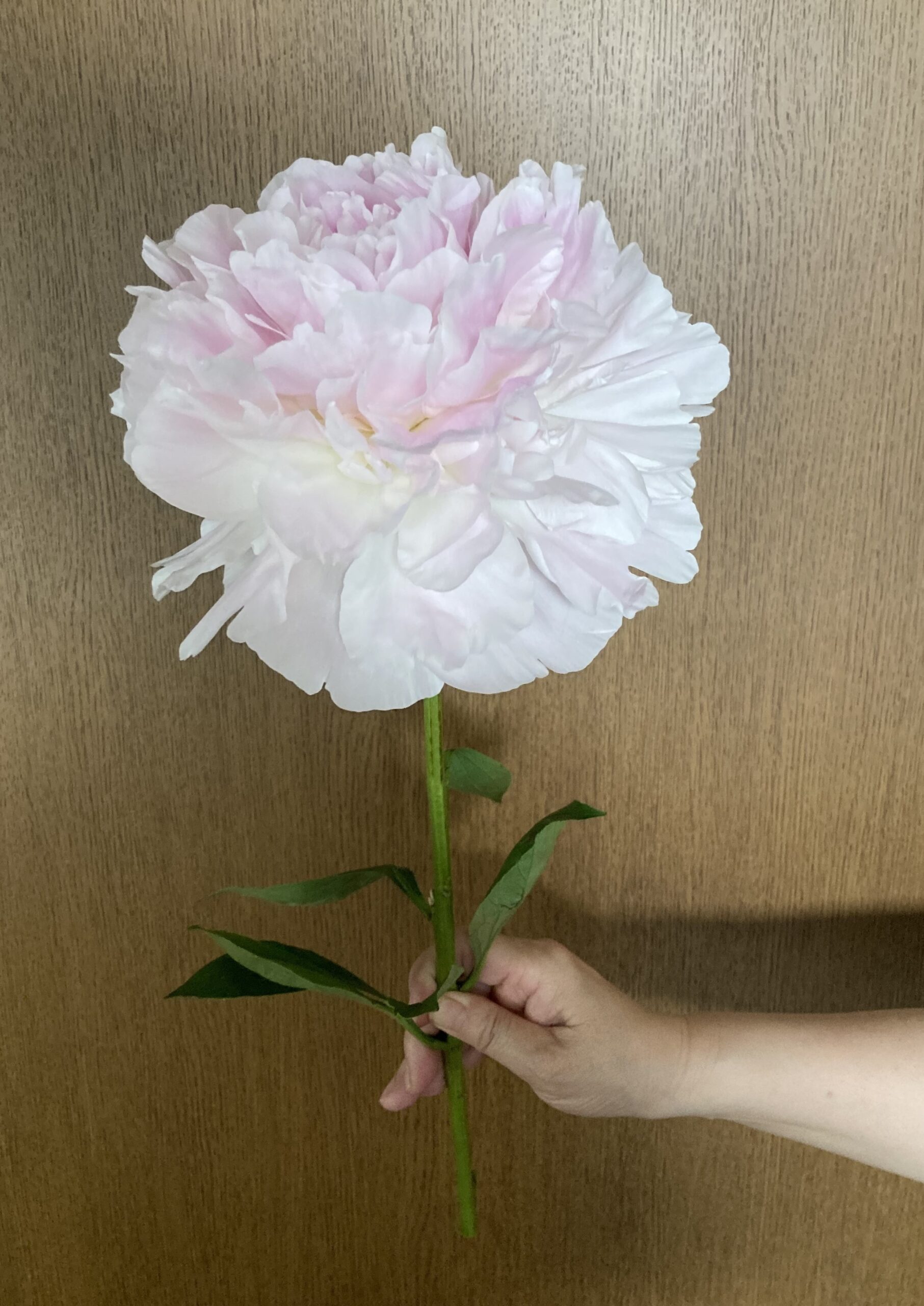 茎の部分の太さにも注目。