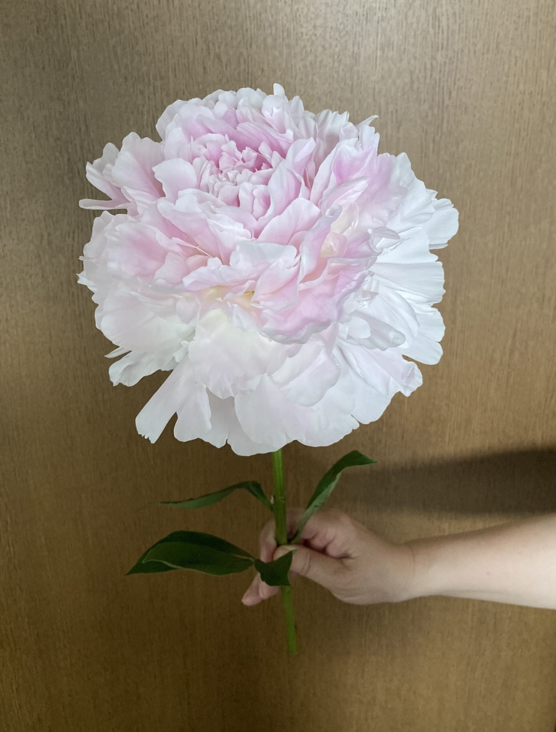 これは比較的大きさが伝わるか。花を持つ手の大きさとの違い!