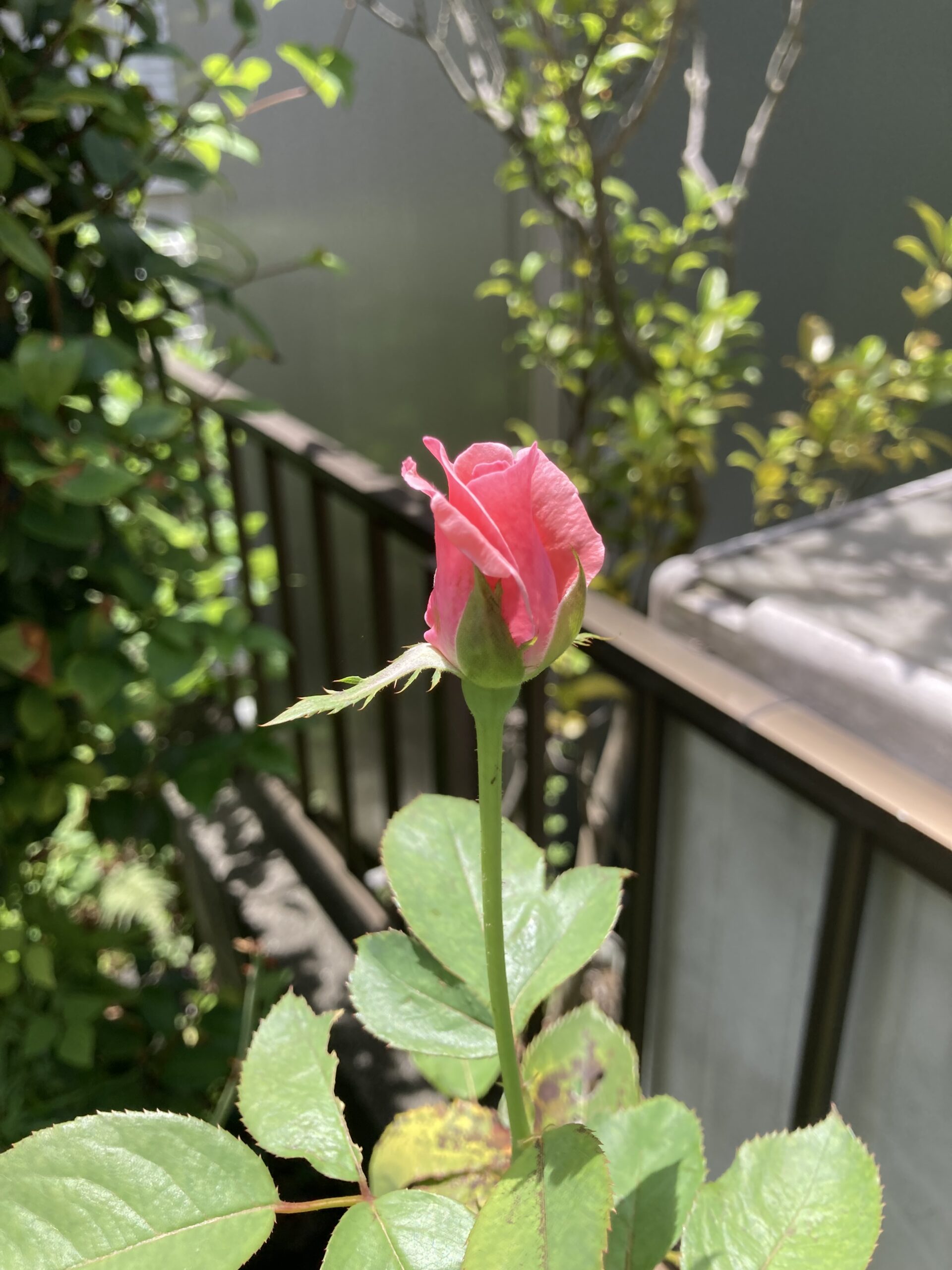 開花目前。この位が一番美しいか。