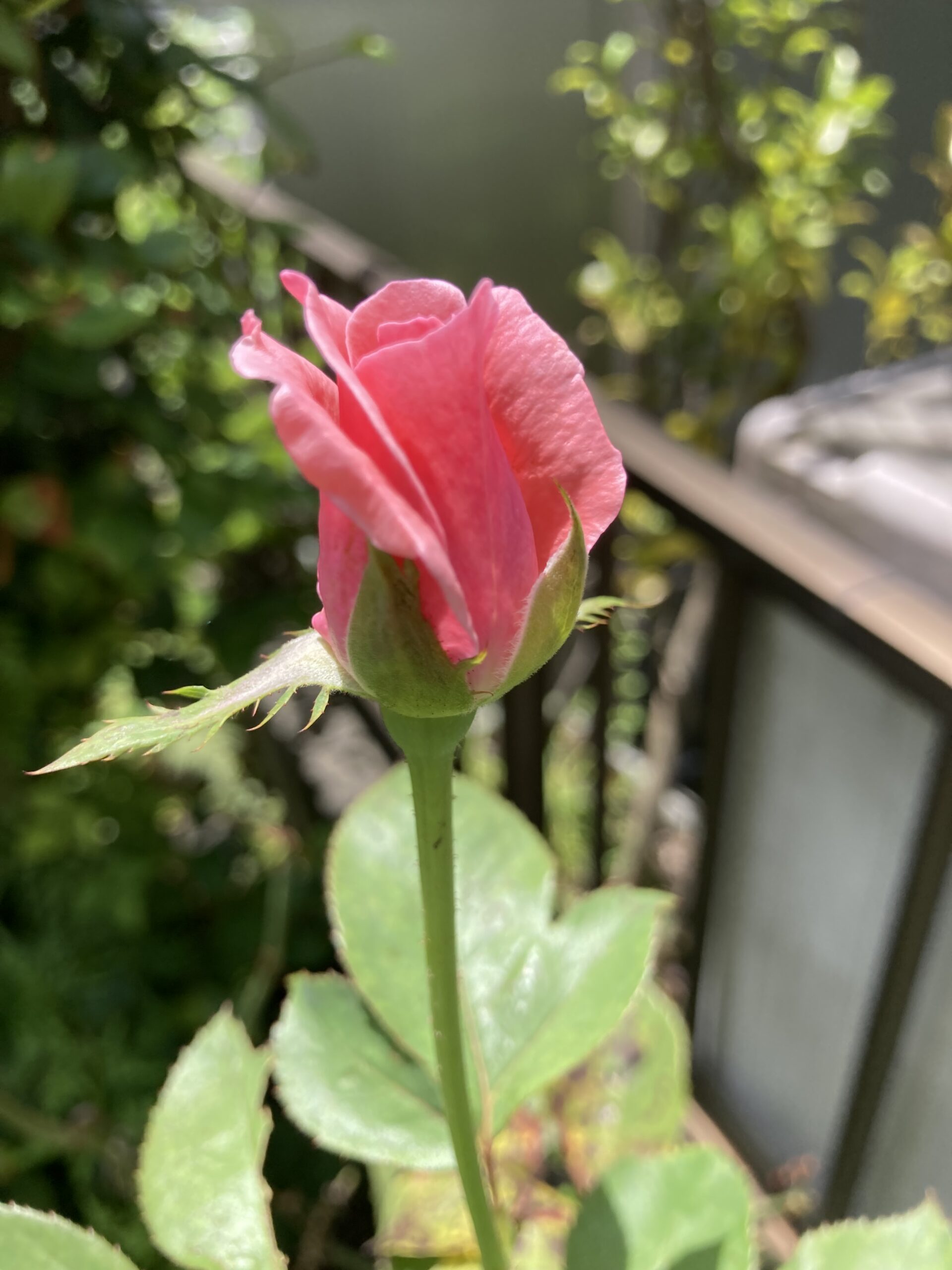 開花し始め。かなり美しい。