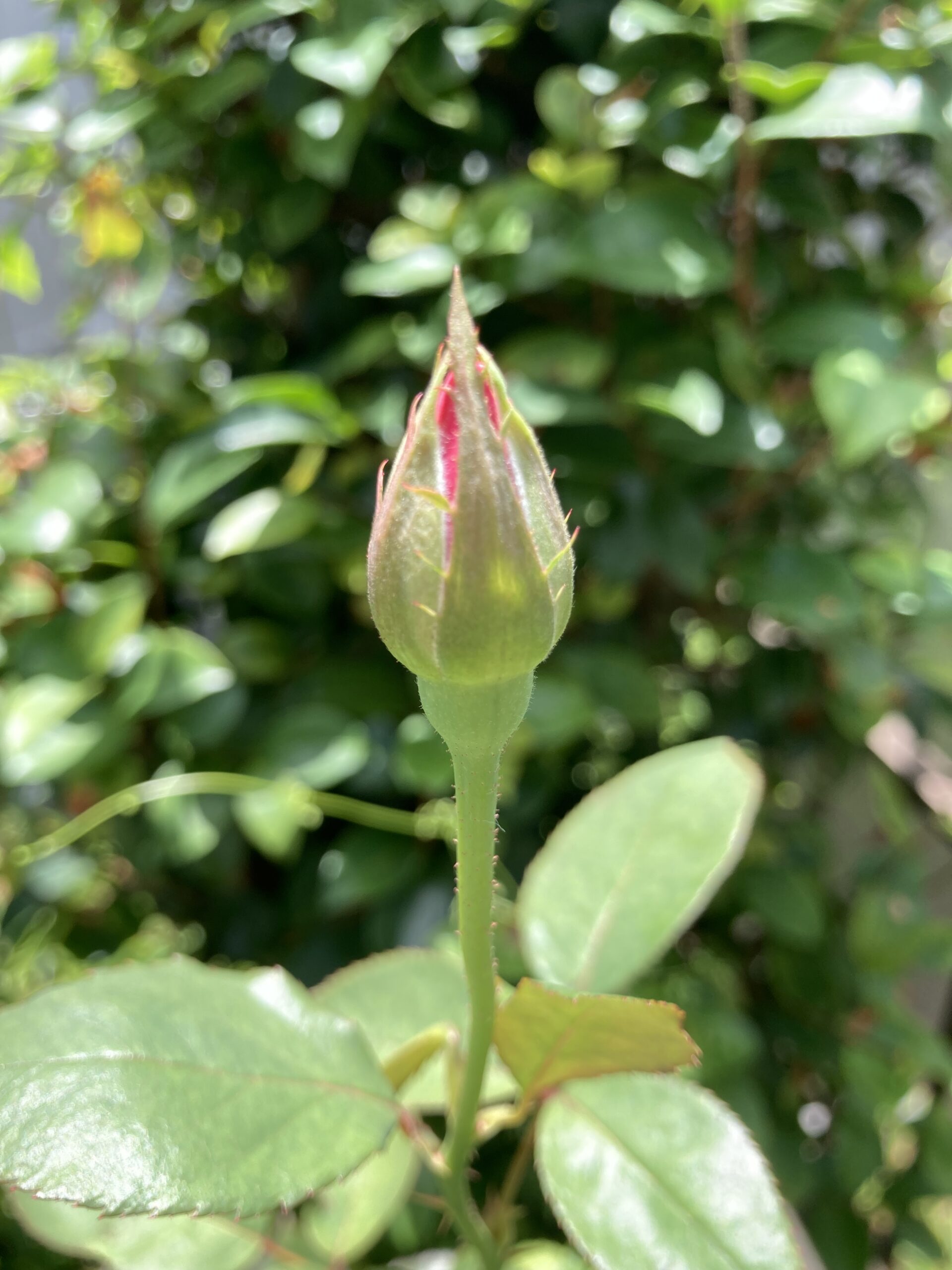 少し赤みをのぞかせている蕾の様子。