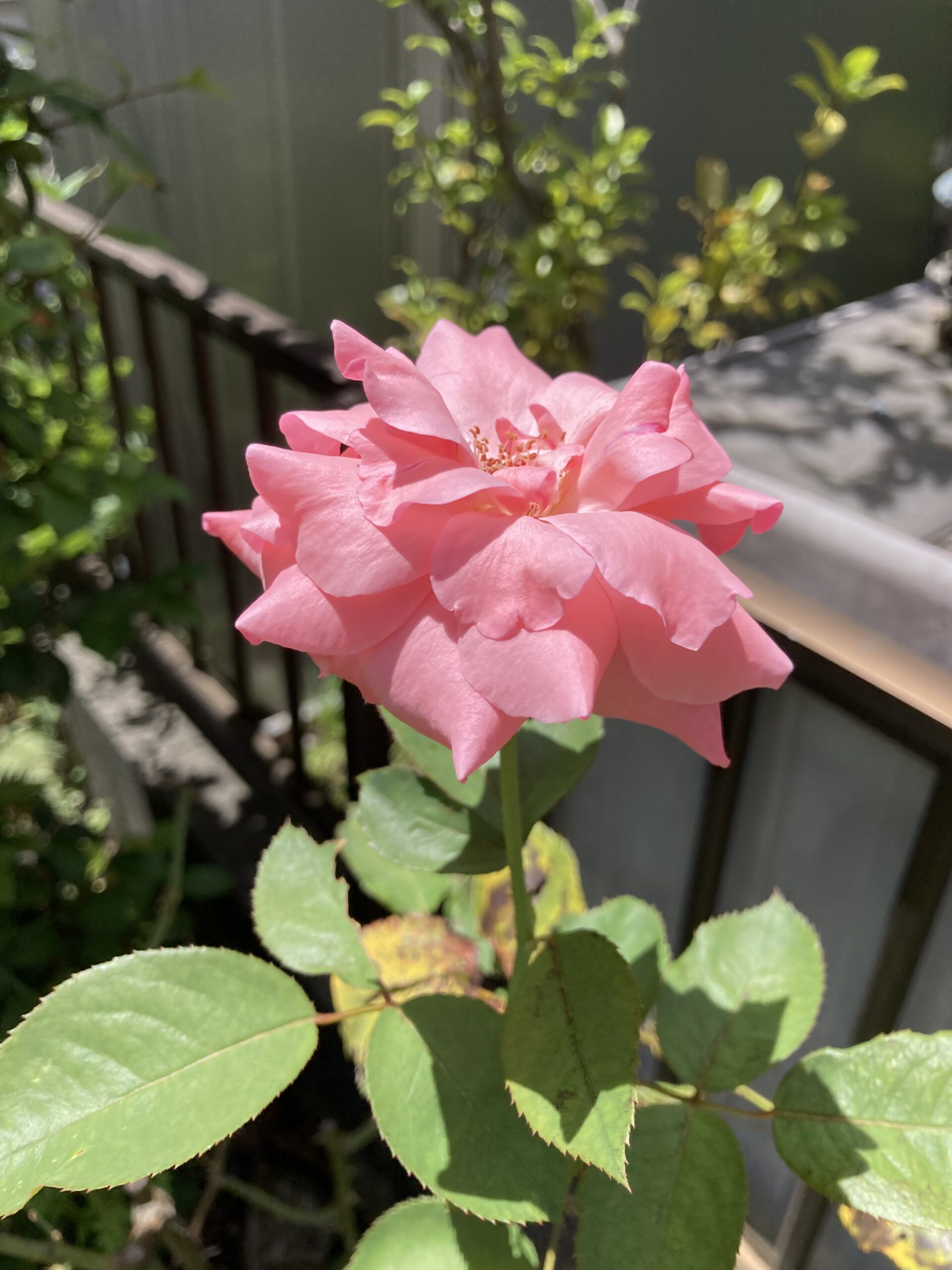 開花したバラの花①
