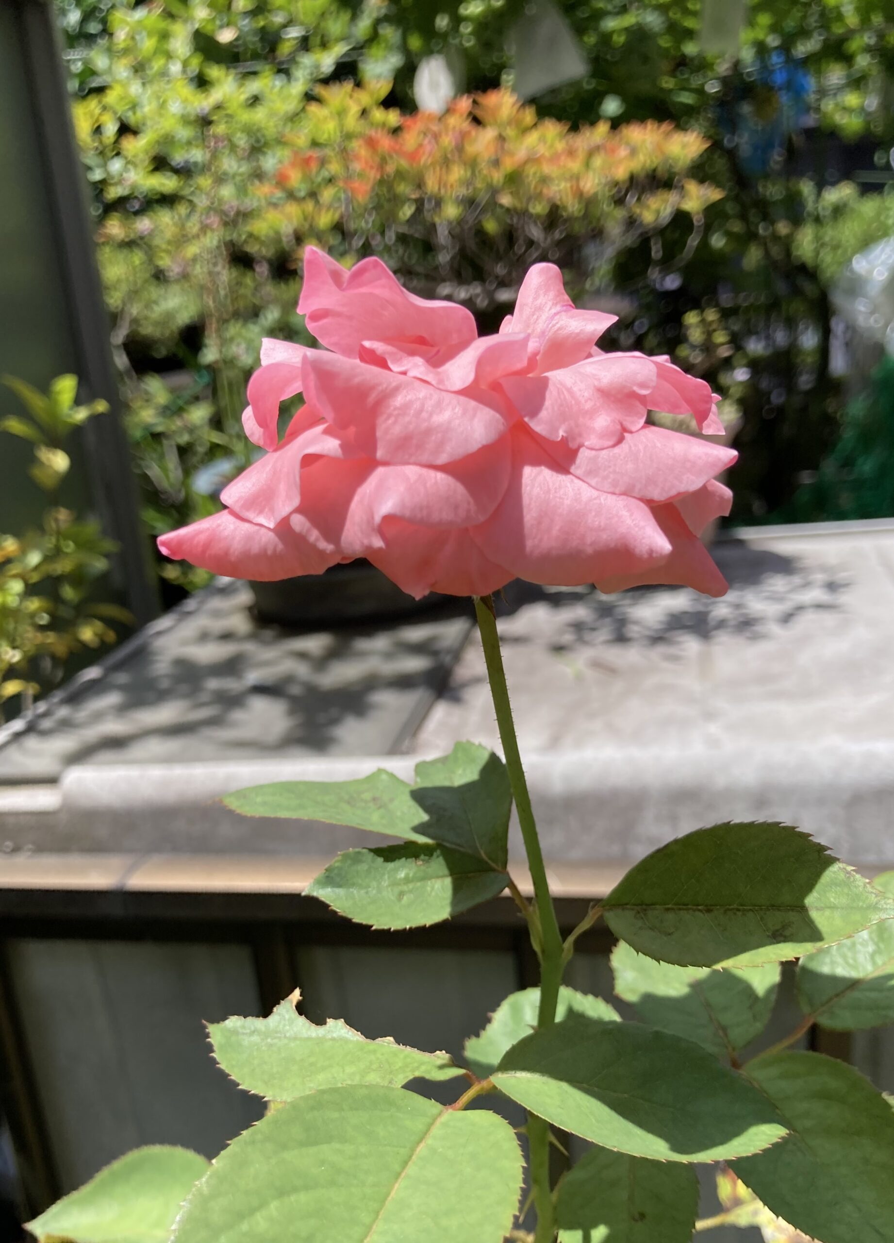 開花したバラの花②