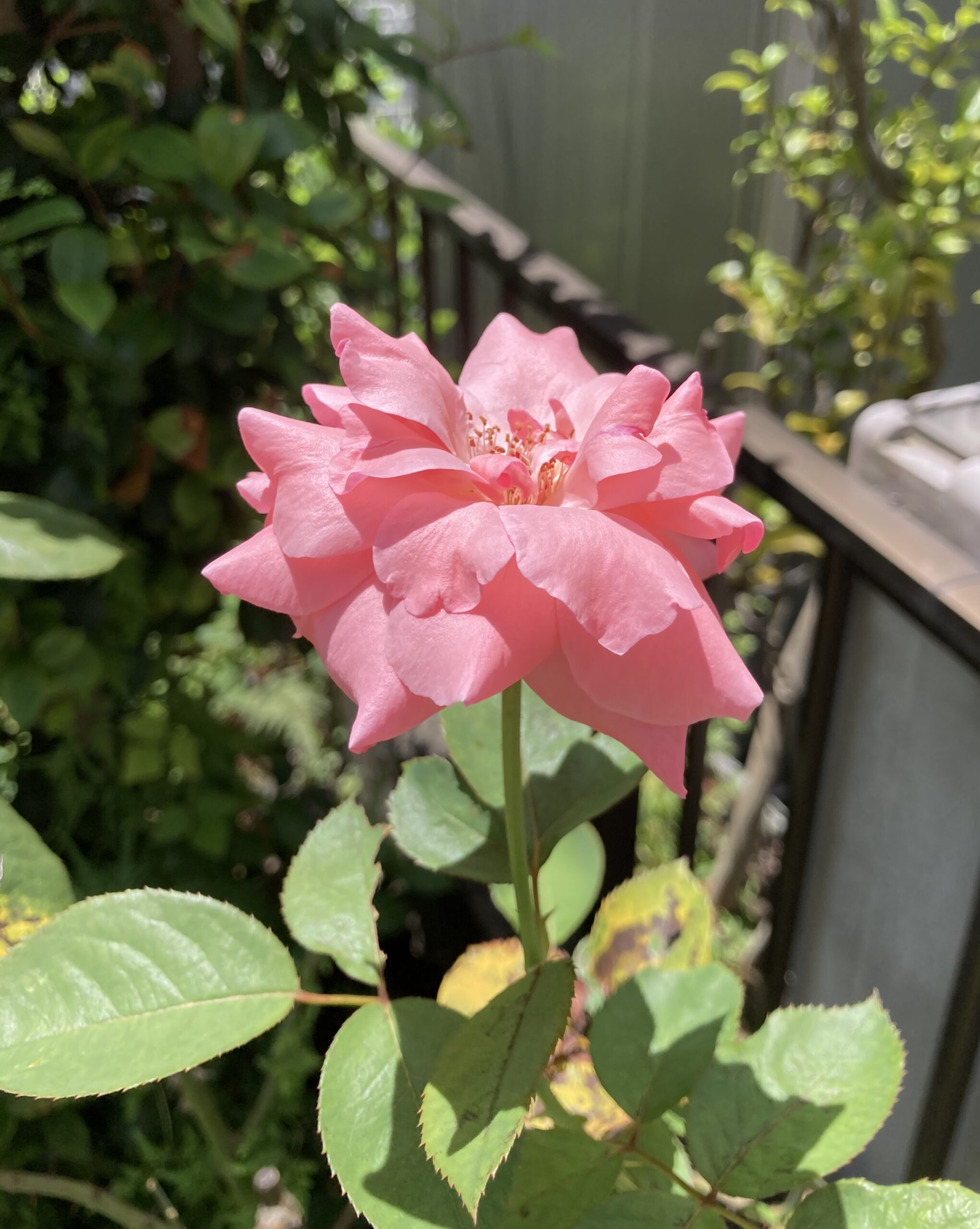 開花したバラの花③