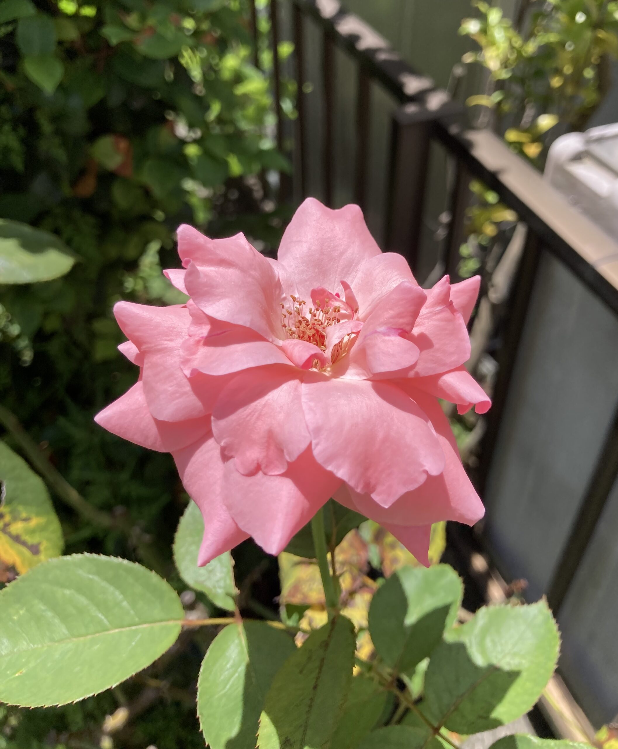一気に咲いたバラの花