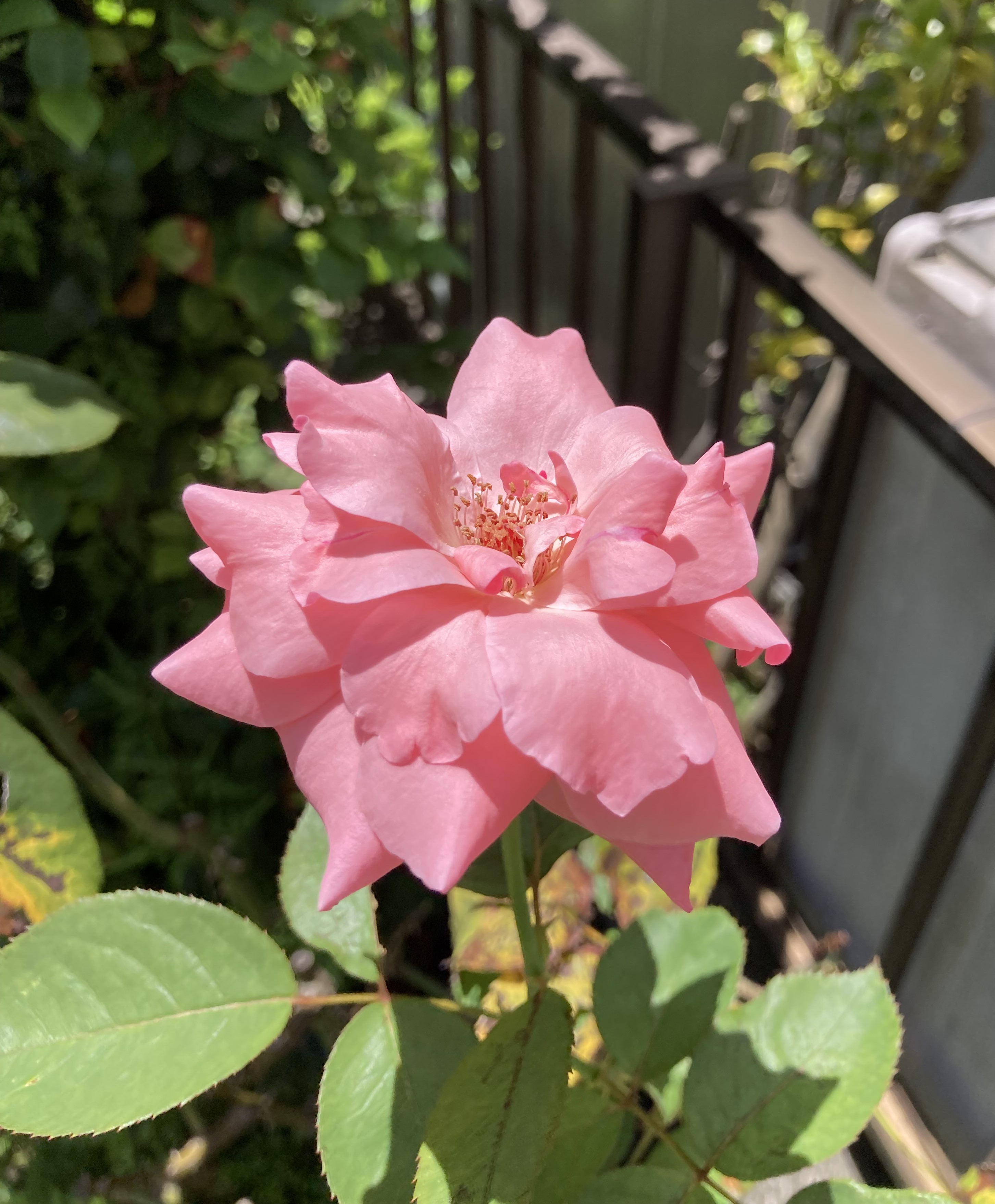 バラが咲いた！あの移植したバラに遂に2輪も花が咲いた