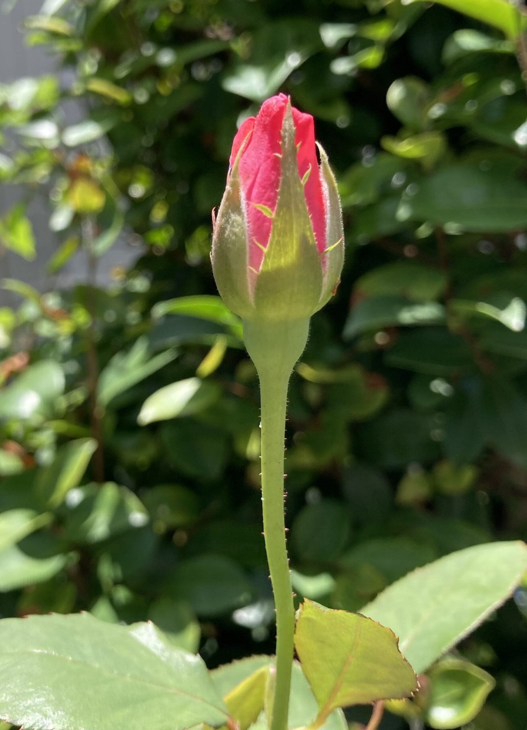 開花目前の蕾の様子③