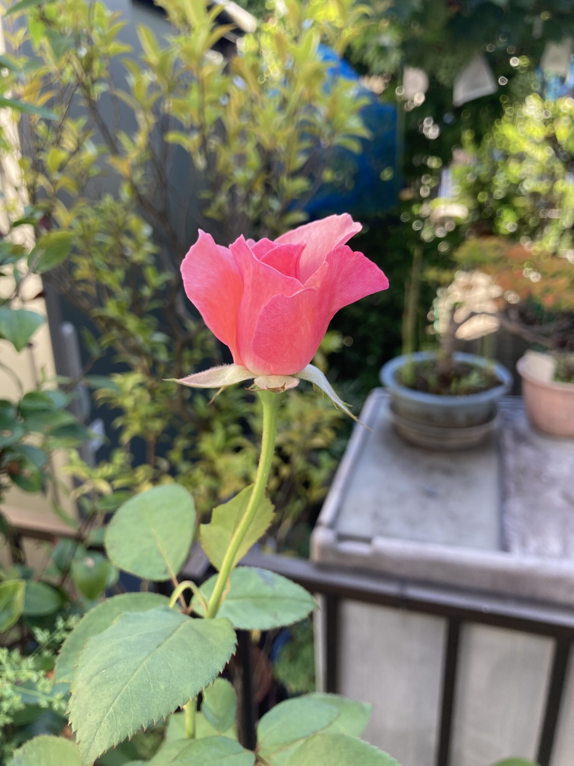 これから満開を迎えようとするバラの花①