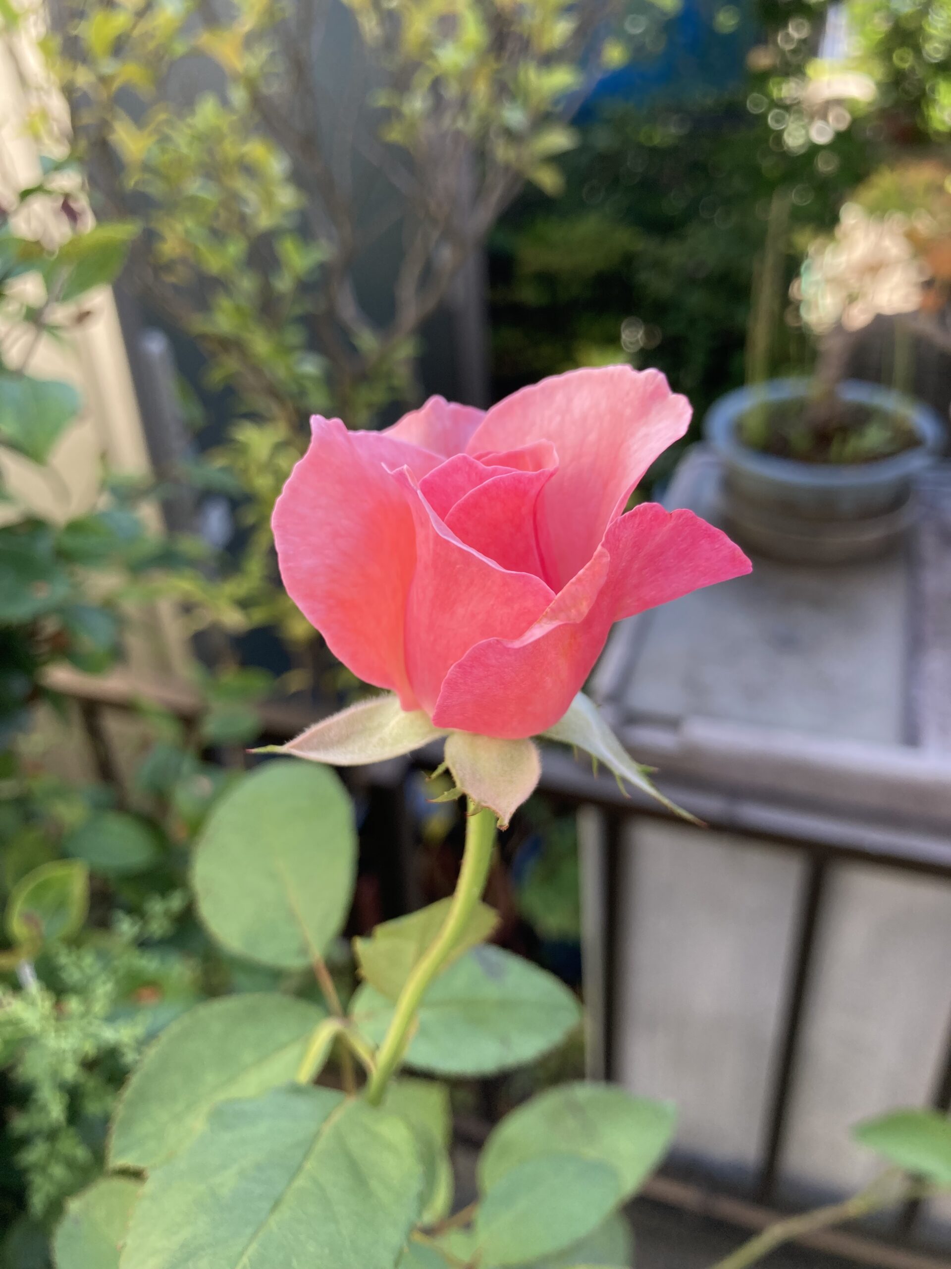 これから満開を迎えようとするバラの花②。清楚な感じが中々素敵だ。