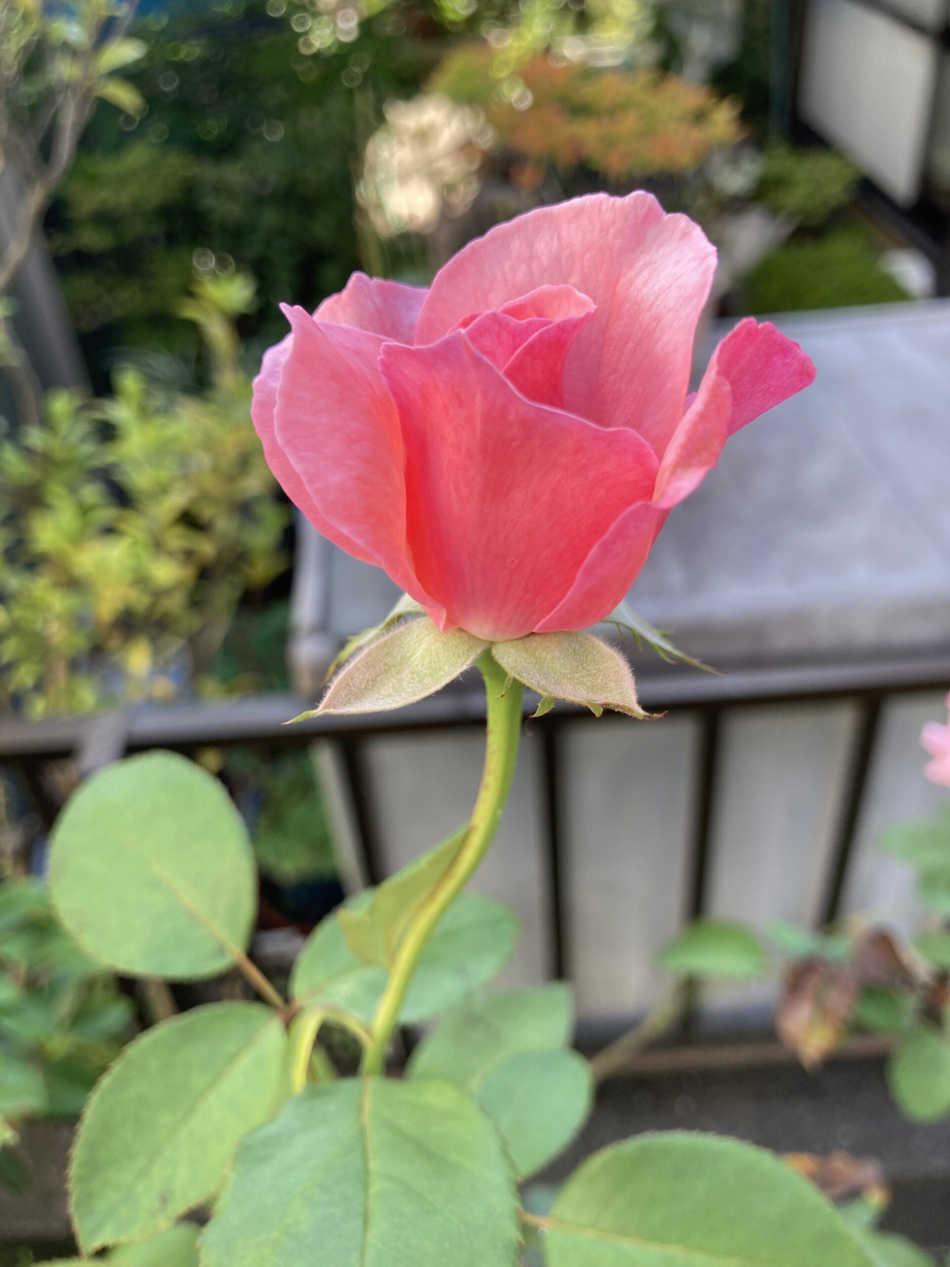 これから満開を迎えようとするバラの花③。直ぐに壊れてしまいそうな繊細さの極致。