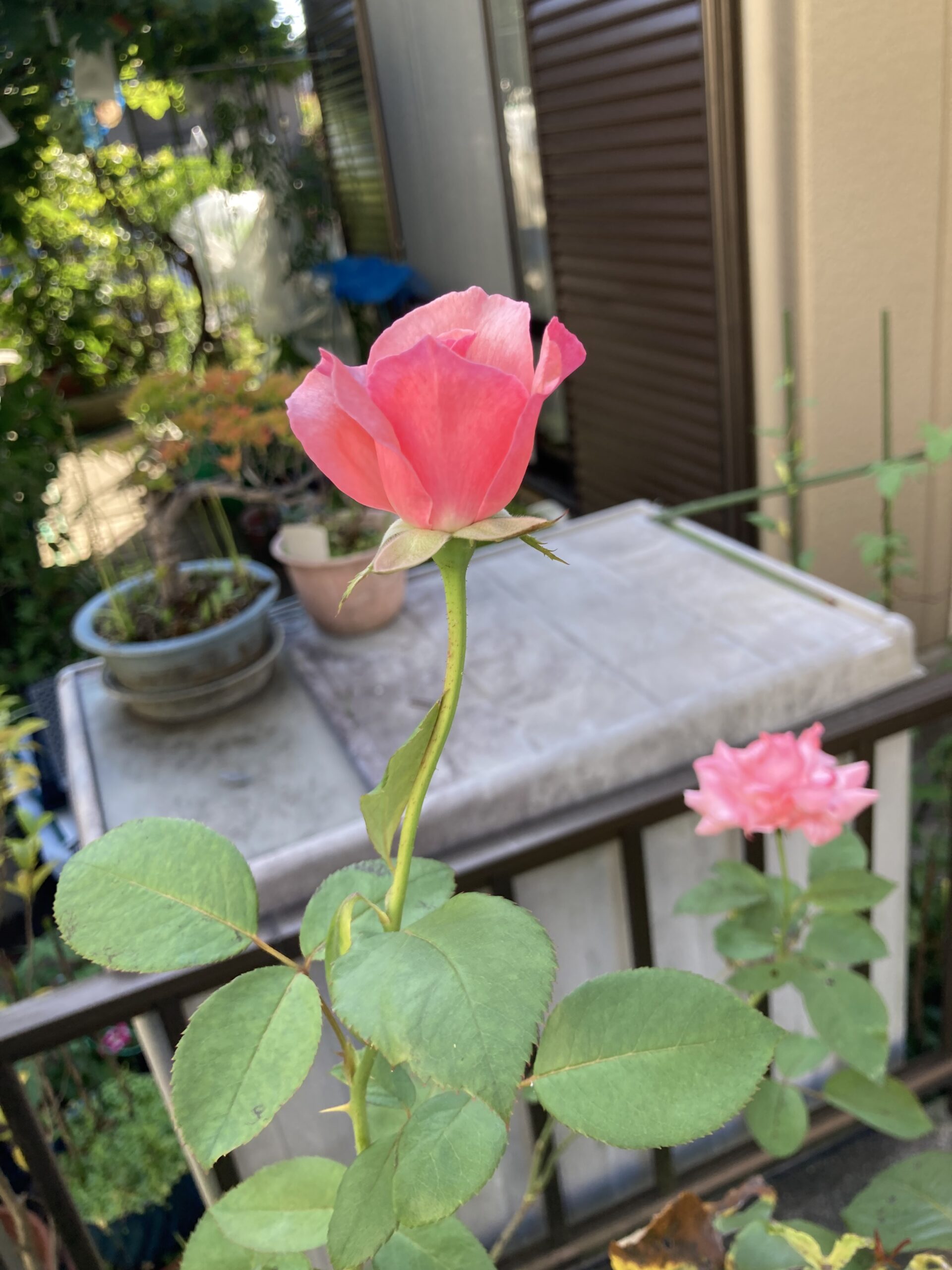 2つのバラの花。今回はこの2輪だけだったが、次回を楽しみに待ちたい。