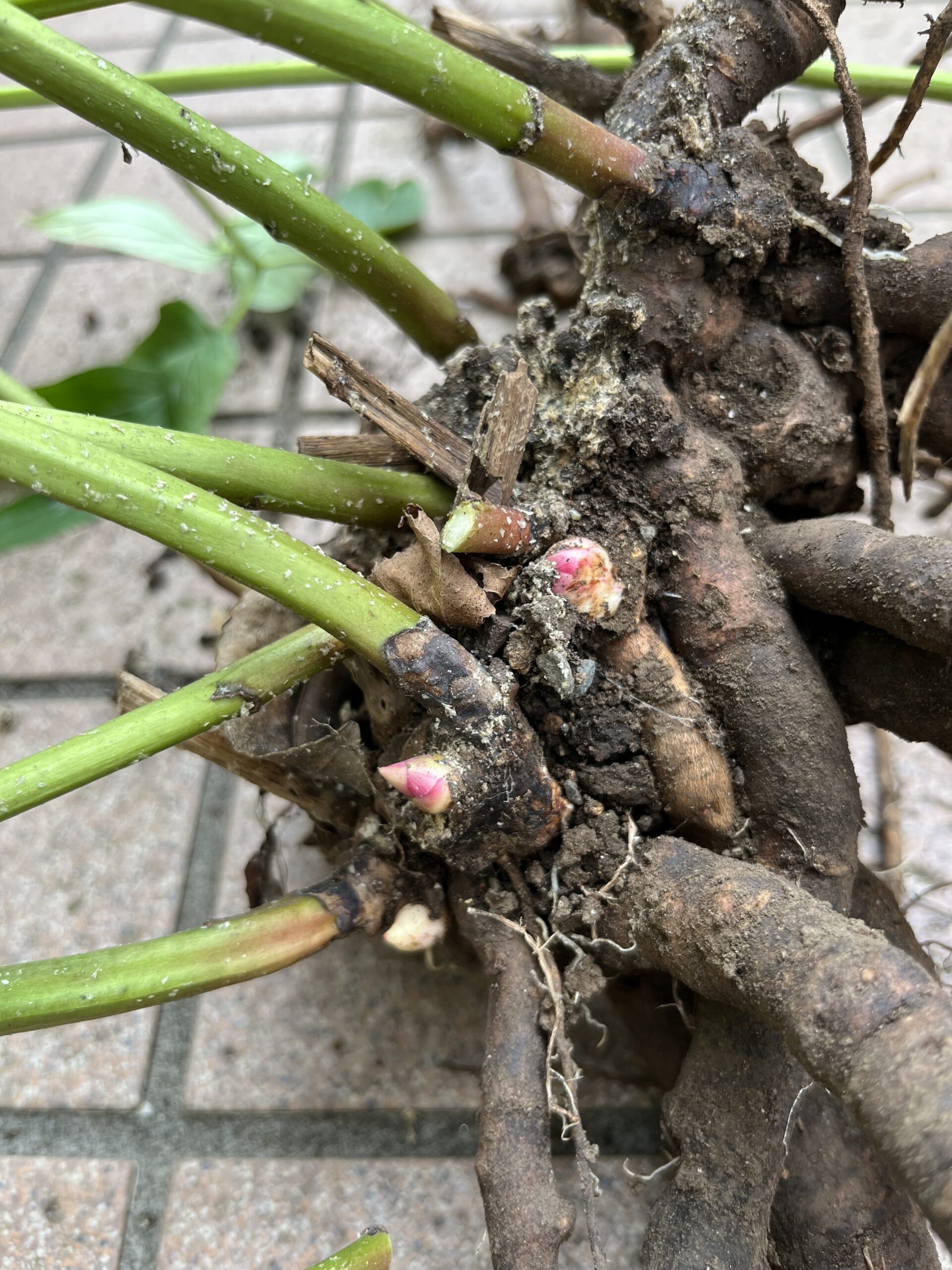 鋭く尖った新芽に感動させられる。