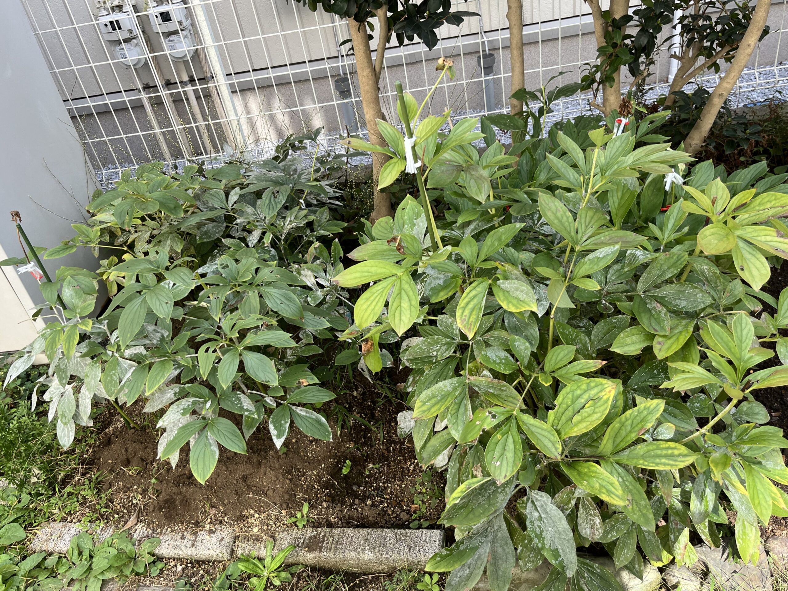 １０月中旬のシャクヤクの姿。一部白っぽくなっているのは「うどん粉病」。完全に放置しているので、病気にも罹る。
