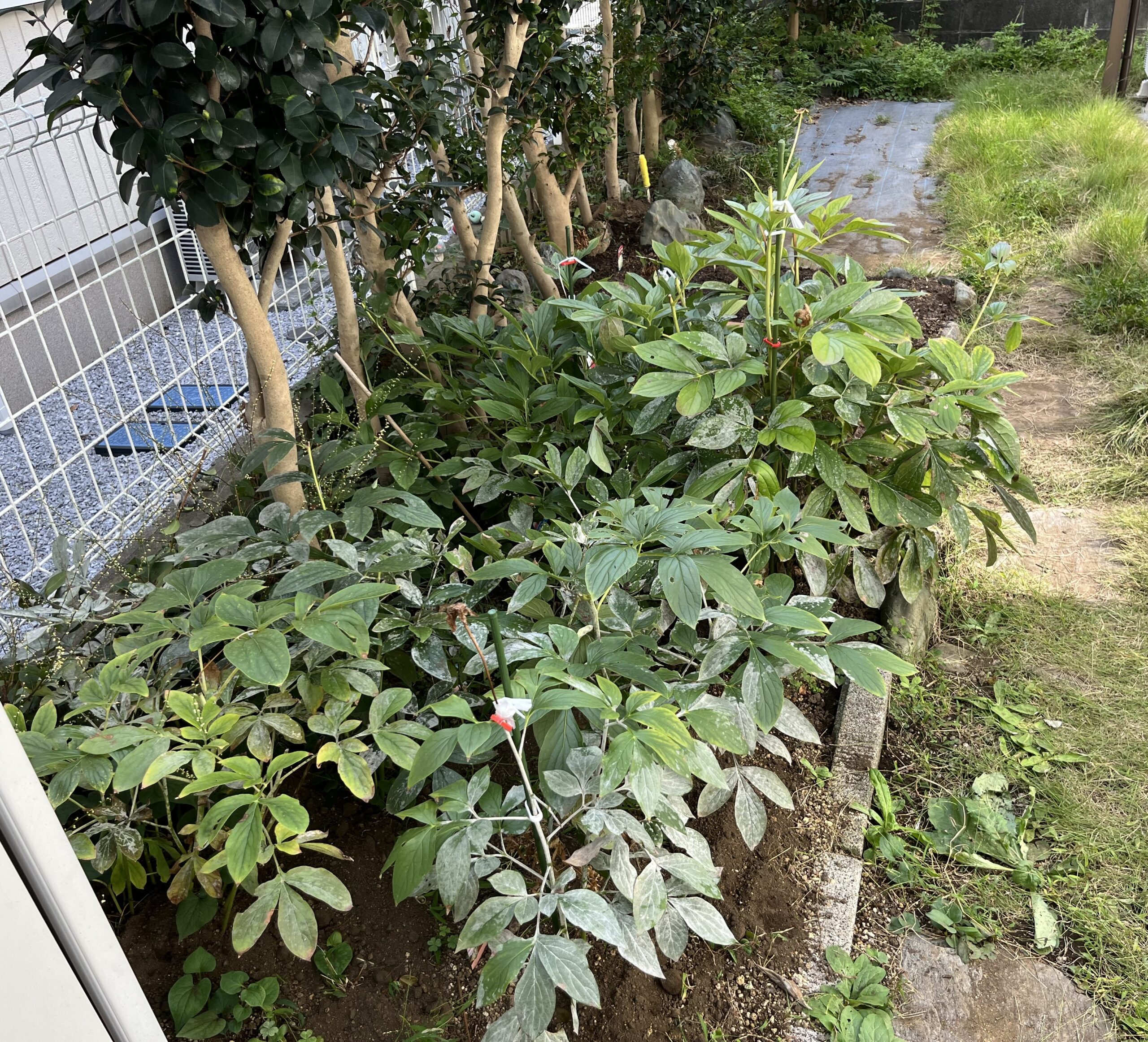 奥から眺めるとかなりの茂みである。完全に半年間放置している。手前がうどん粉病で白くなっている様子。「かぐや姫」だ。