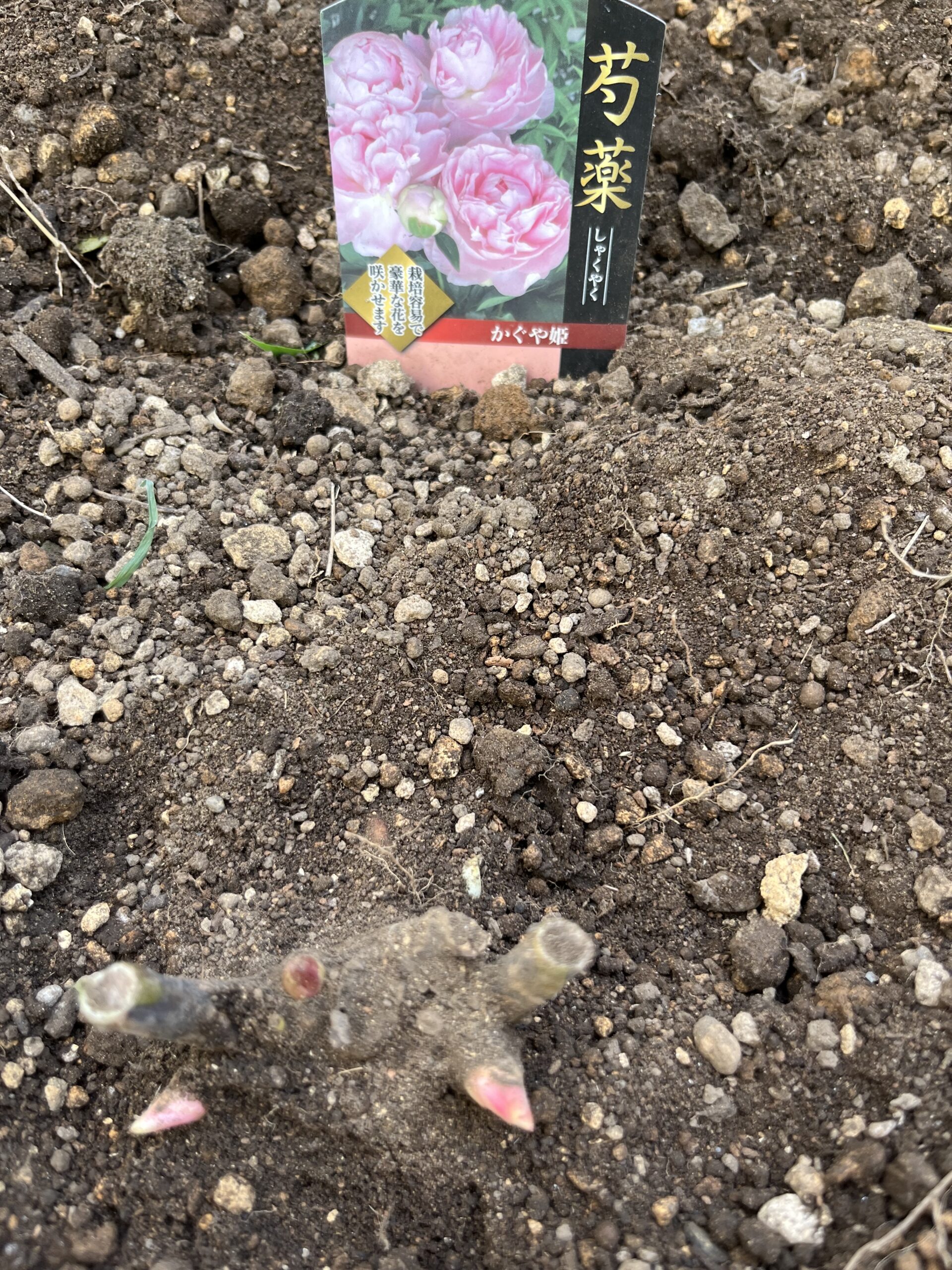 かぐや姫は、赤い芽を３つ確認。一つは真下にあって、尖った部分が上を向いているため、分かりにくいかもしれない。