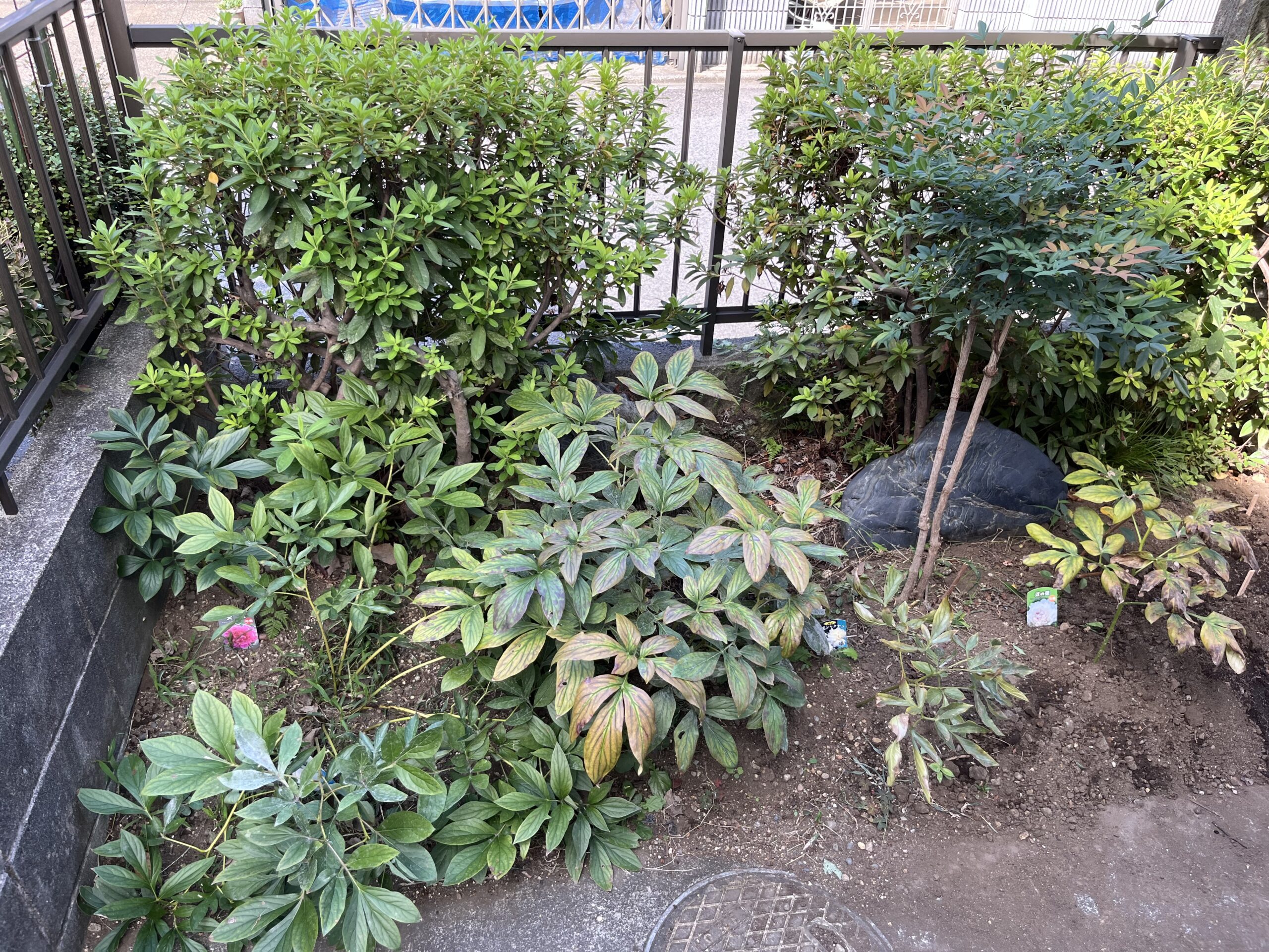 玄関側はこんな感じとなっている。右端の「波の華」の葉っぱは完全に茶色に変色し、中央の「夕映」も変色しつつある。