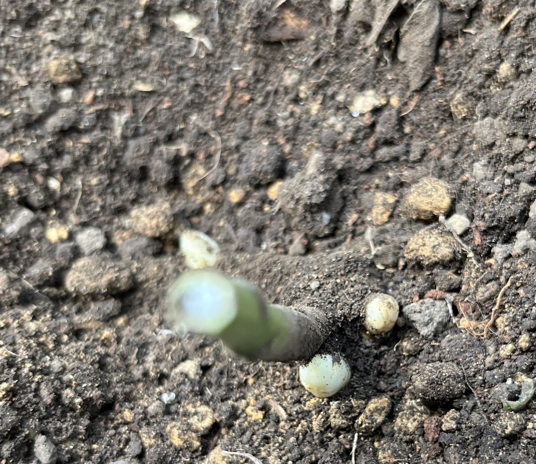 茎の周囲の真っ白なものが新芽。丸々とした大きなものが３個確認できる。
