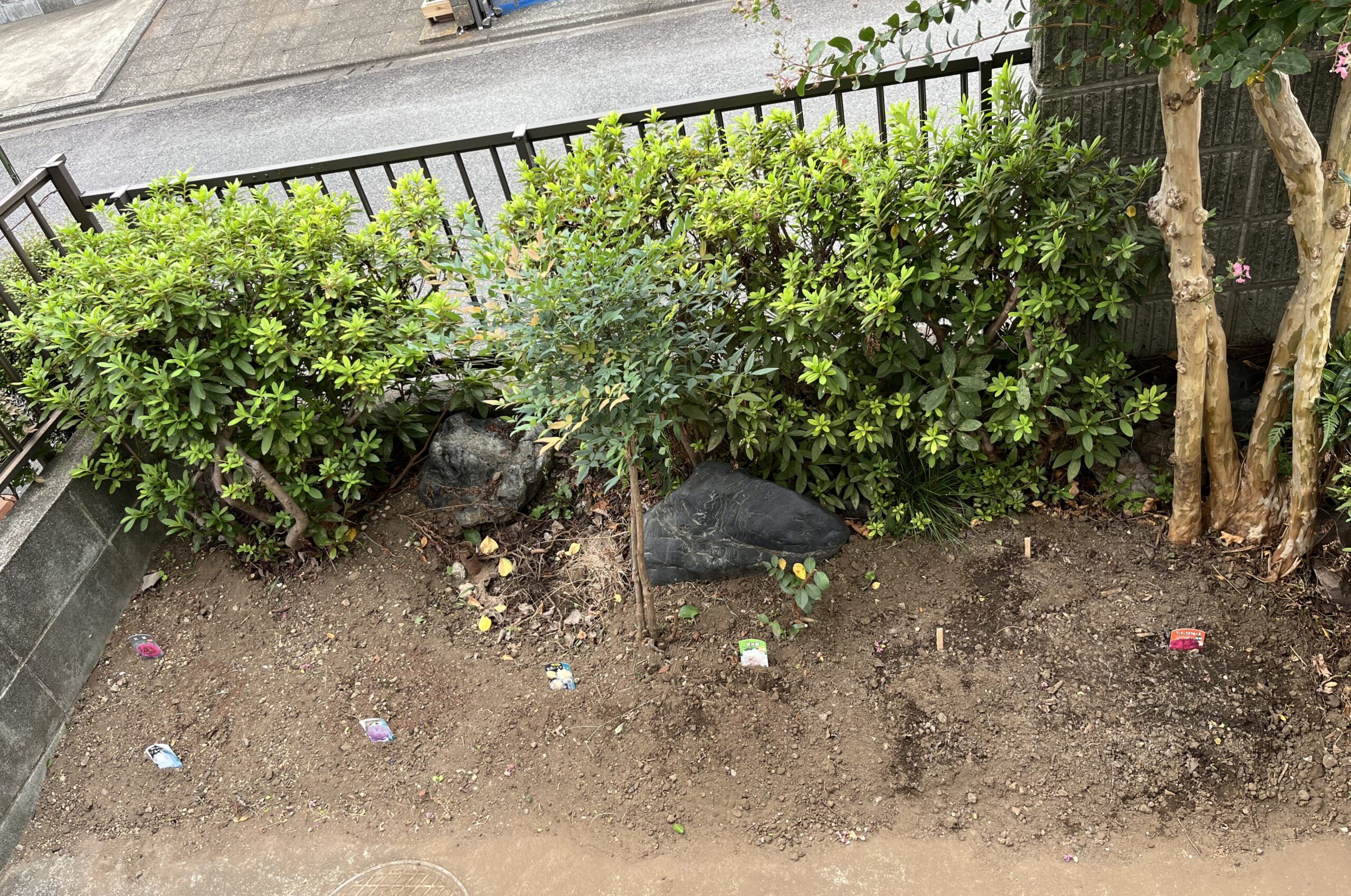 玄関側は元々は向かって左側に２品種が植えられていただけだが、ドンドン右側（東側）に拡大され、奥にツツジとサルスベリがあることで幅は狭いが、左右全体にシャクヤクが植えられていることになった。