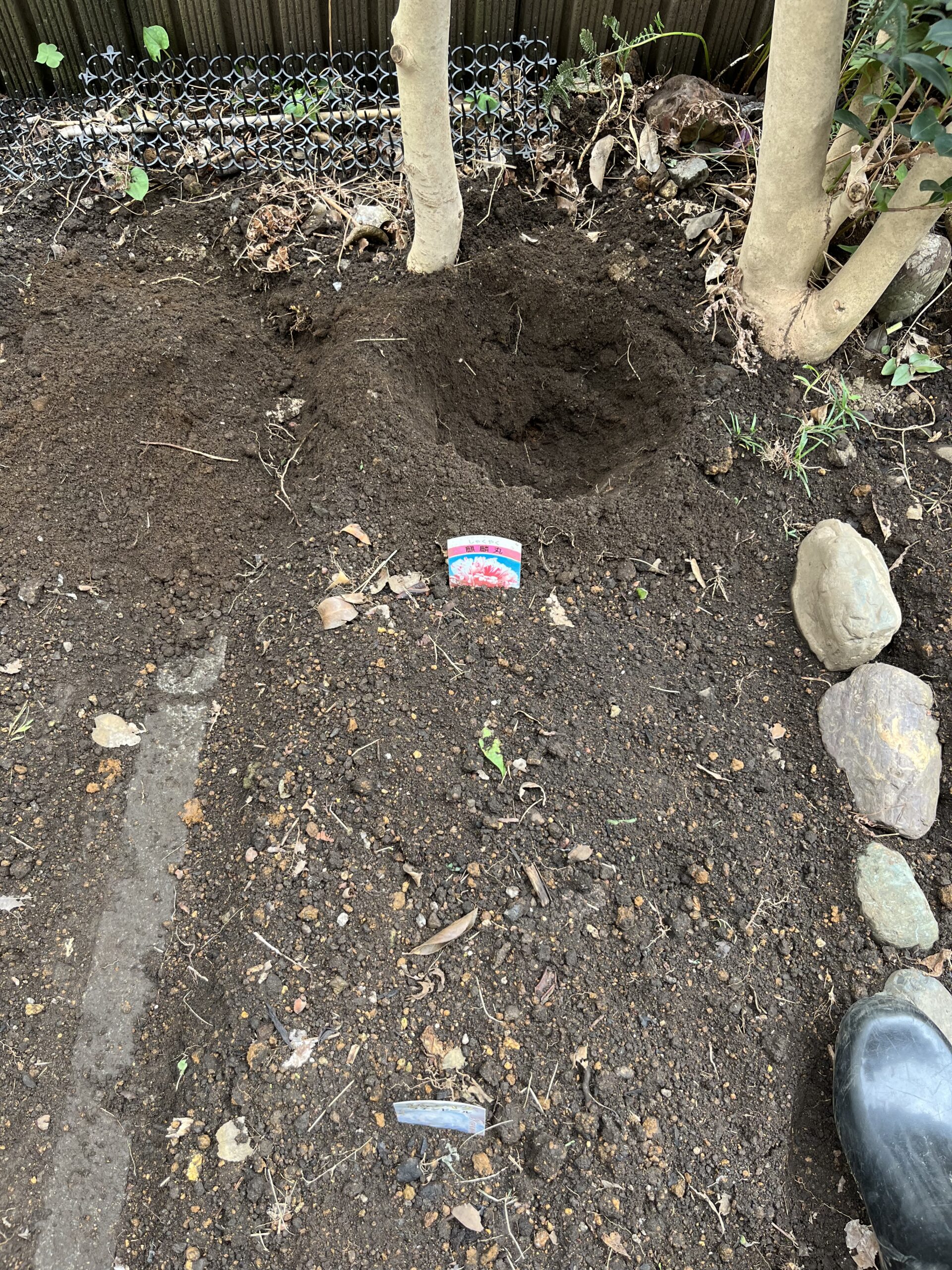 手前からラテンドール、麒麟丸。その奥に植付けるしかなかった。狭くて陽当たりも悪い。