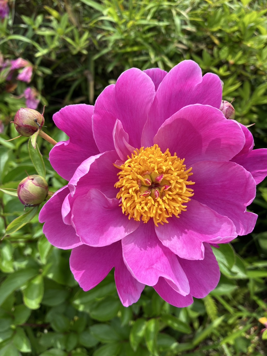 とある由緒ある古刹で咲いたシャクヤクの花。