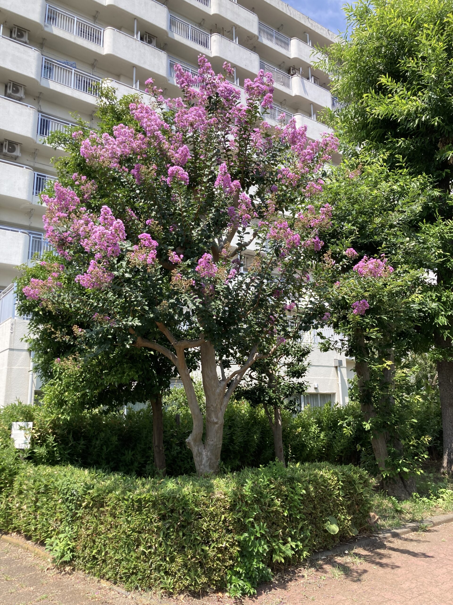 2025.8.5撮影