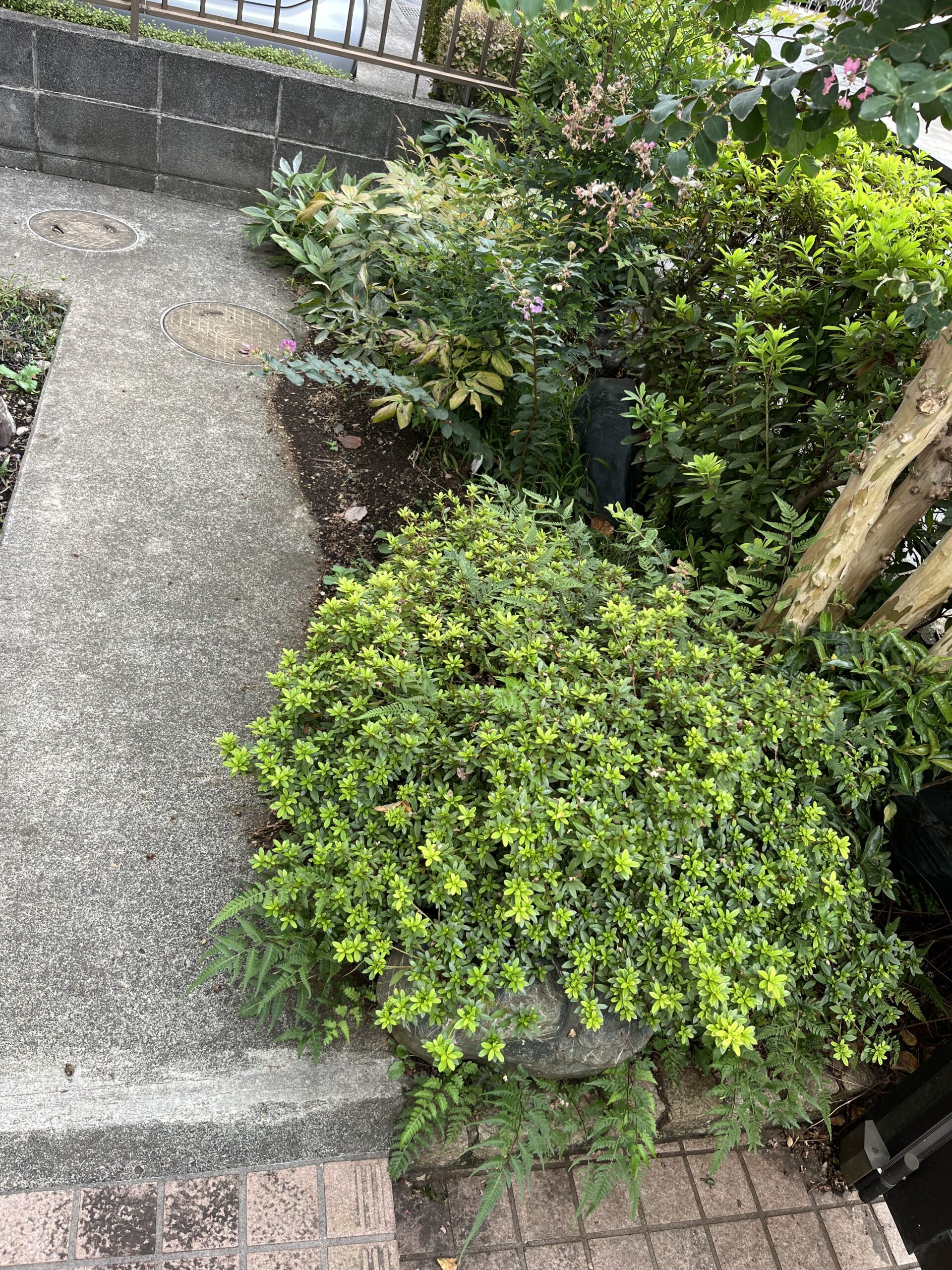 玄関から奥を覗くとこんな感じ。奥に夕映やソルベットが植えてある。手前が問題のサツキ。