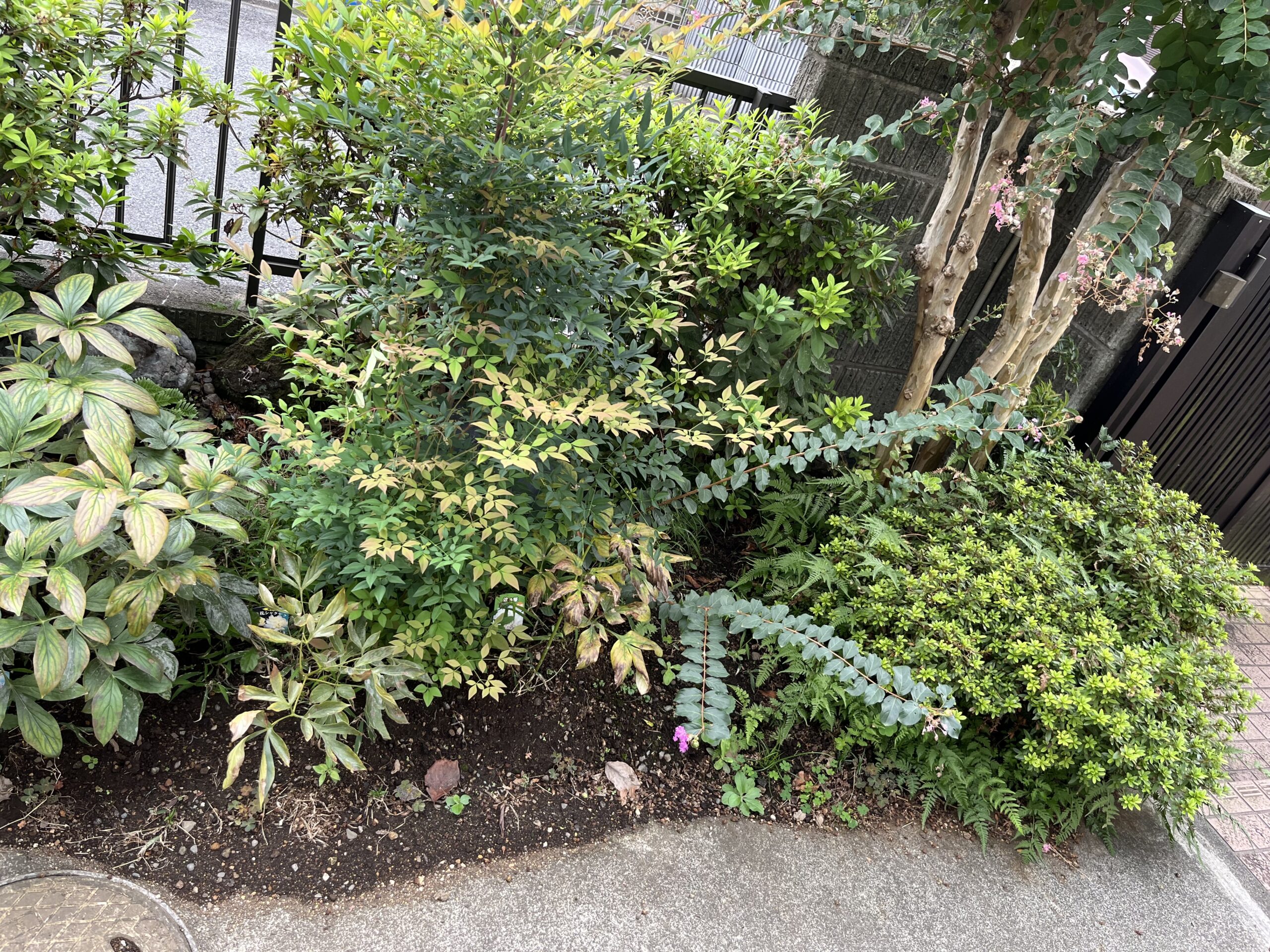 この植物だらけの場所から、シャクヤク用のスペースを捻出しようとする試みだ。左側から夕映、楊貴妃、波の華、紫サルスベリ、そしてサツキ。奥にはツツジと南天。