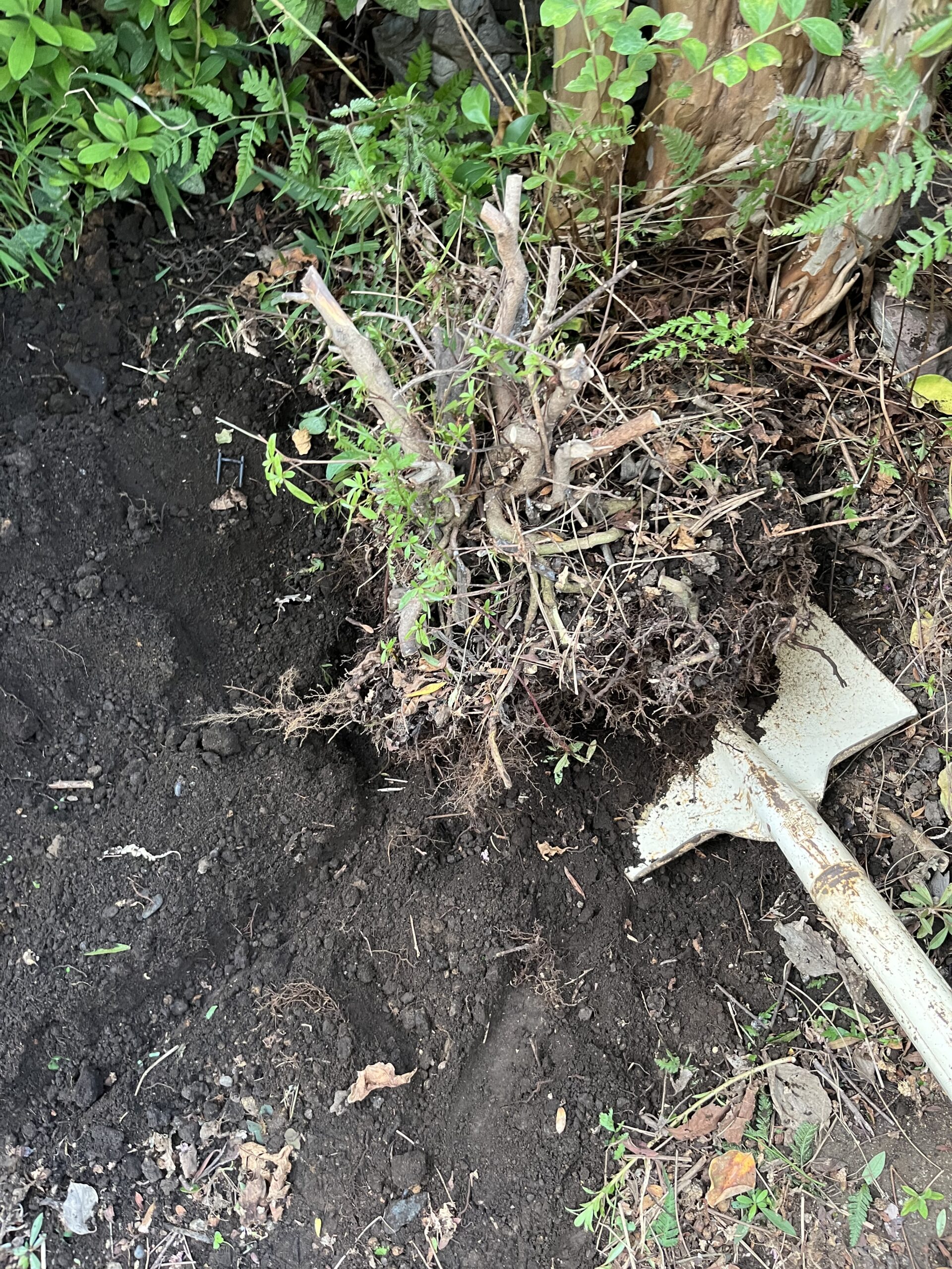 サツキの根っこの撤去作業①