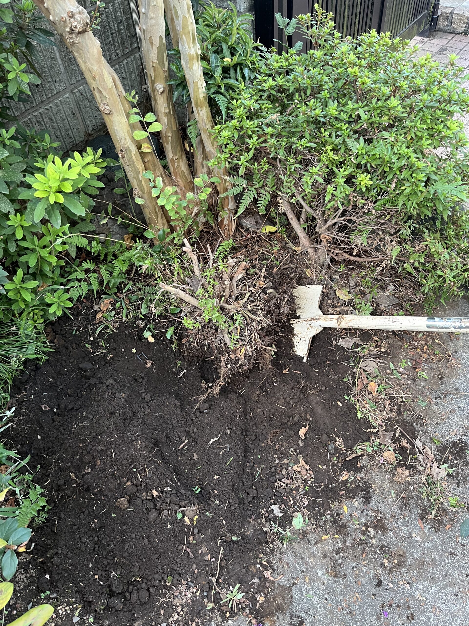 サツキの根っこの撤去作業③