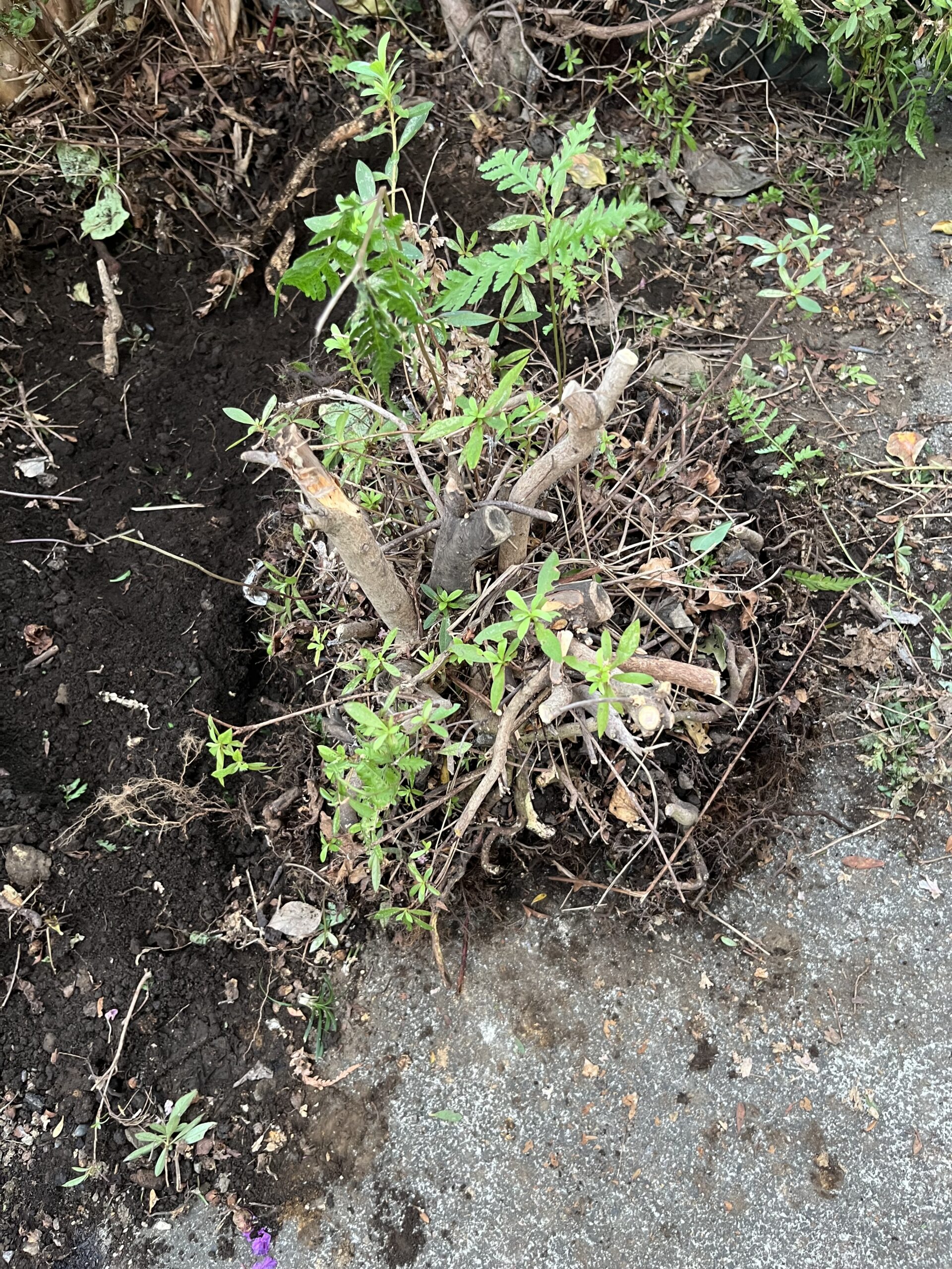 撤去したサツキの根っこ部分