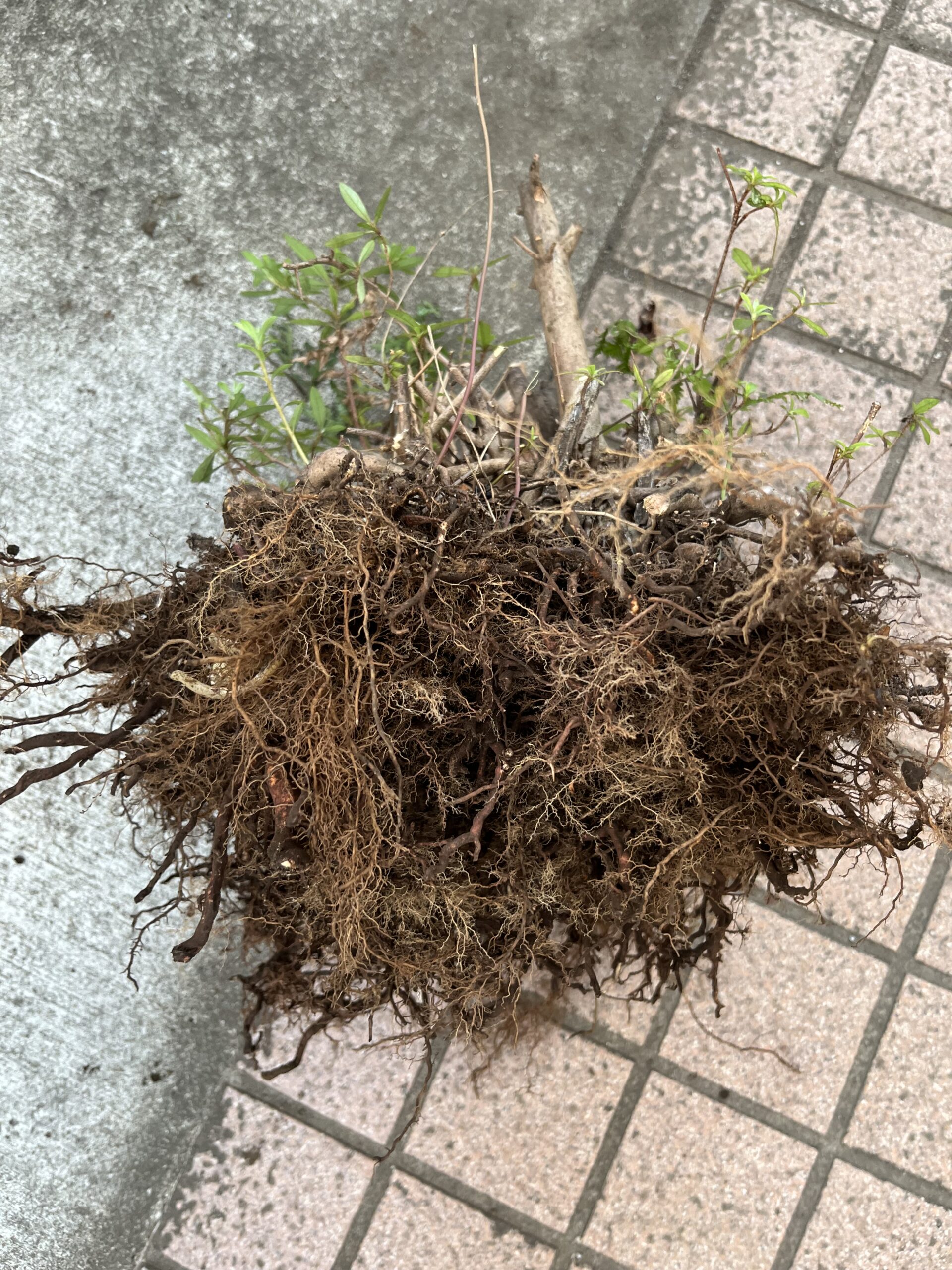 サツキの根っこはこんな感じで、あまり地中に深く根を張っていなかった。