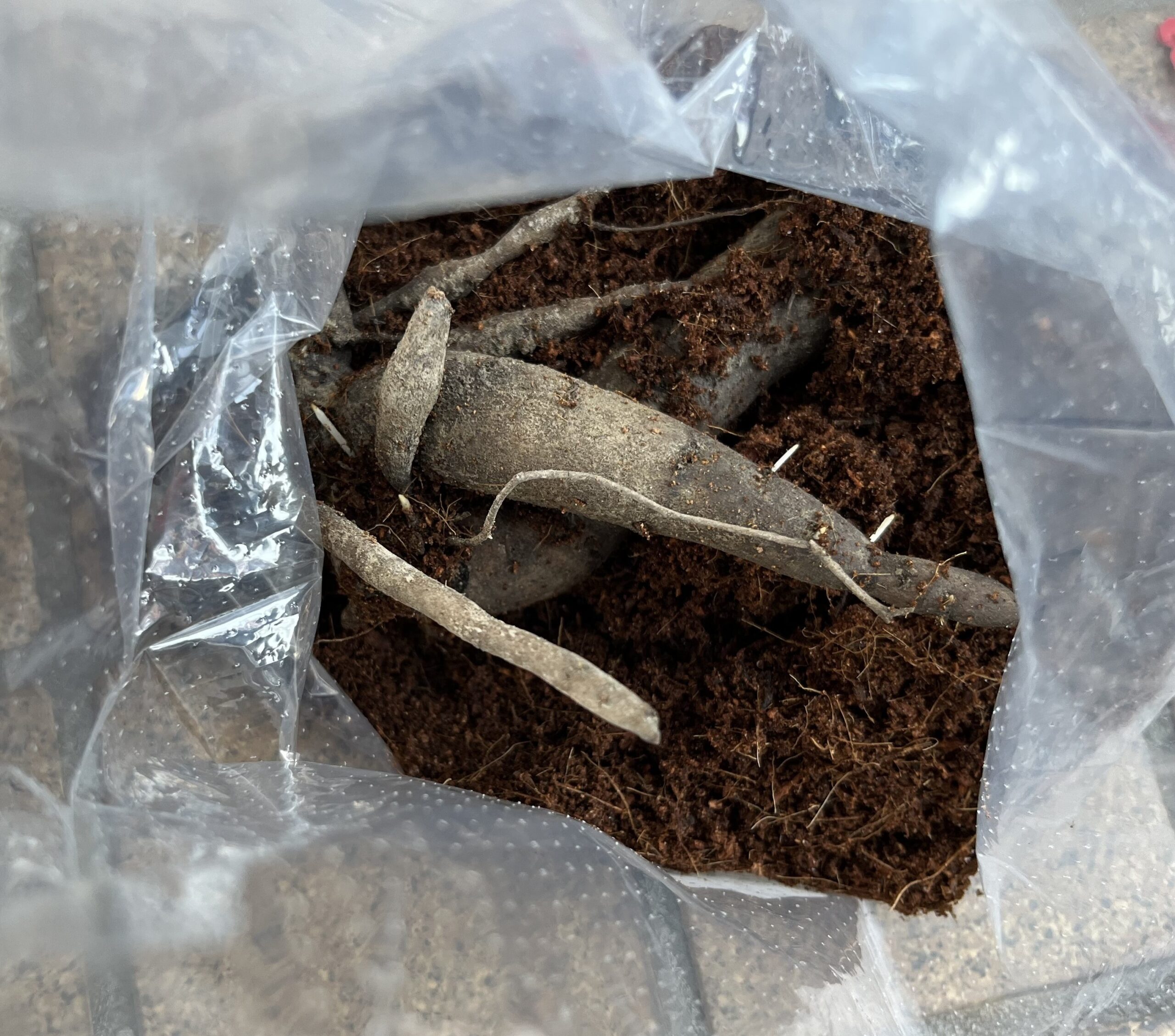 ビニール袋の中からピートモスに包まれた根っこが現れる。