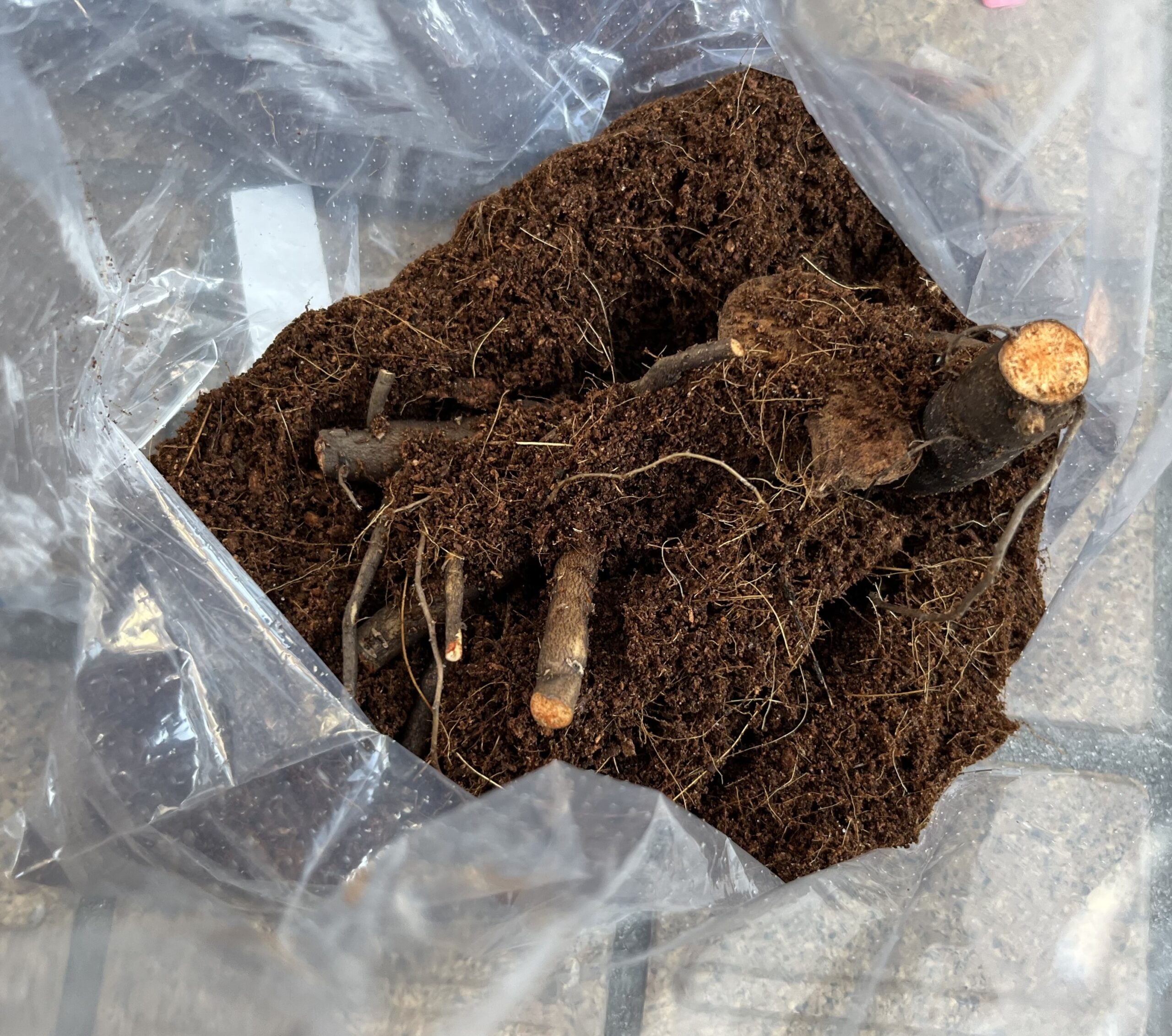 ビニール袋の中からピートモスに包まれた根っこが現れる。