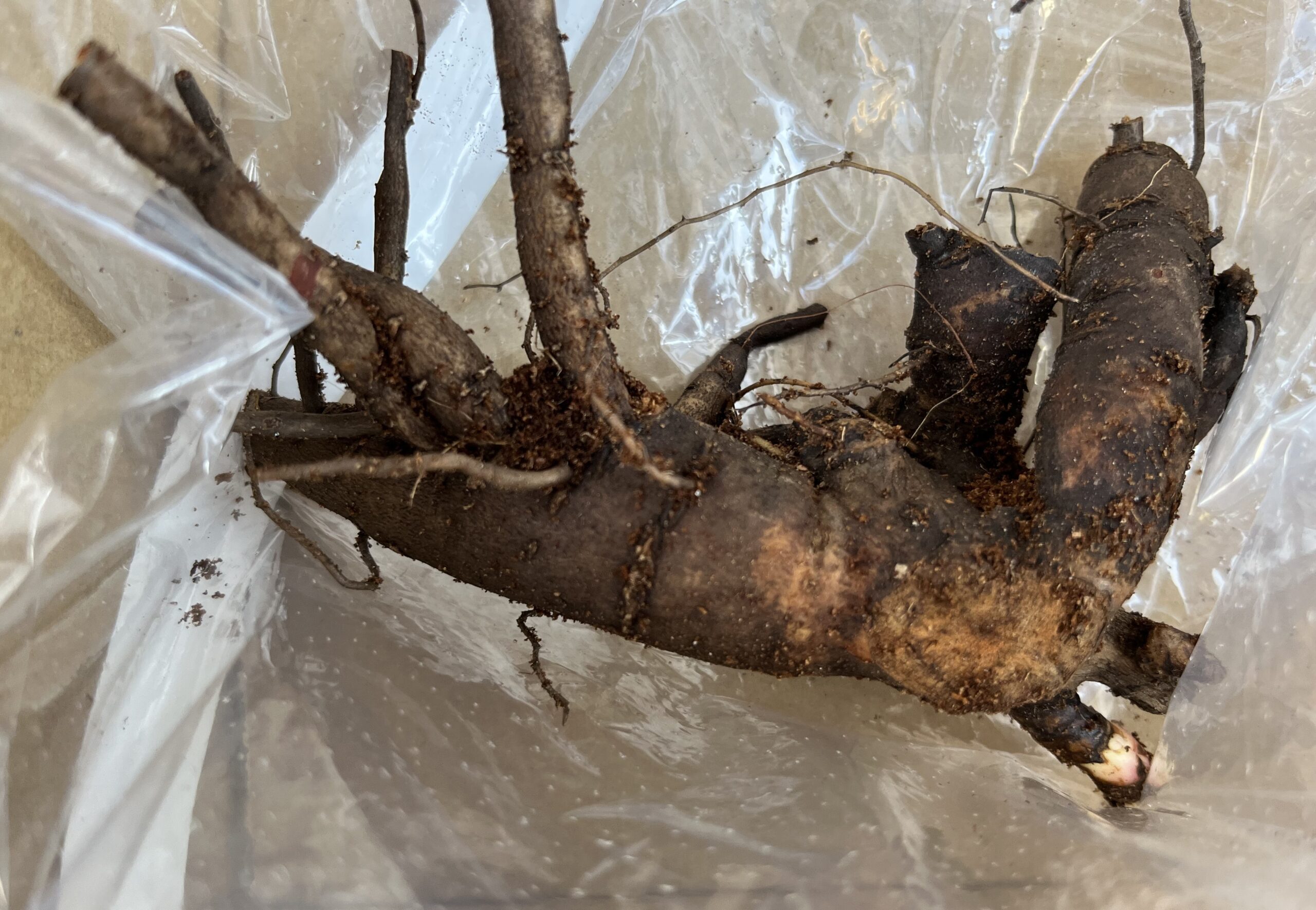 ピートモスから出したシャクヤクの苗(新芽と根っこ)。これはソルベット。