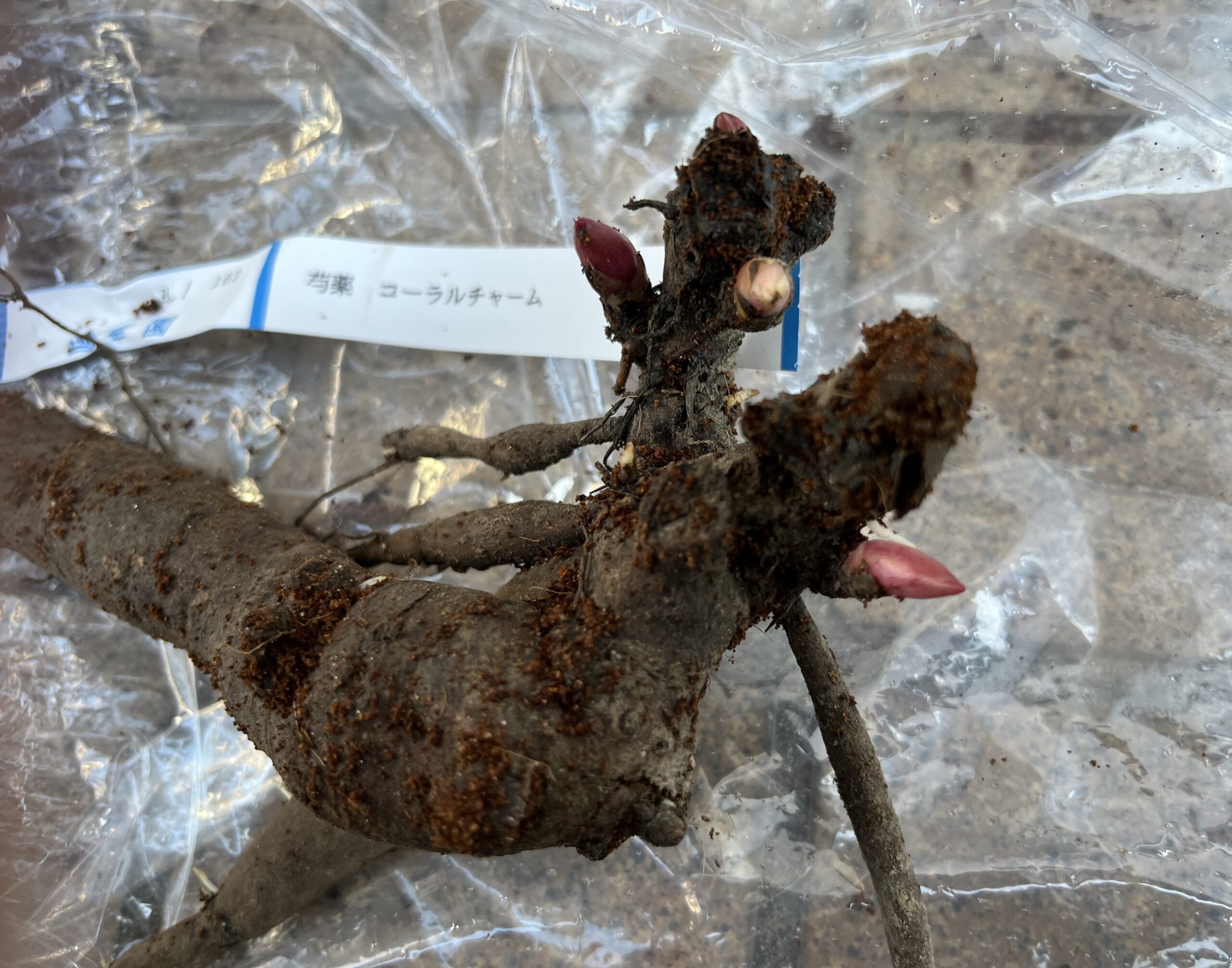 ピートモスから出したシャクヤクの苗(新芽と根っこ)。コーラルチャーム。