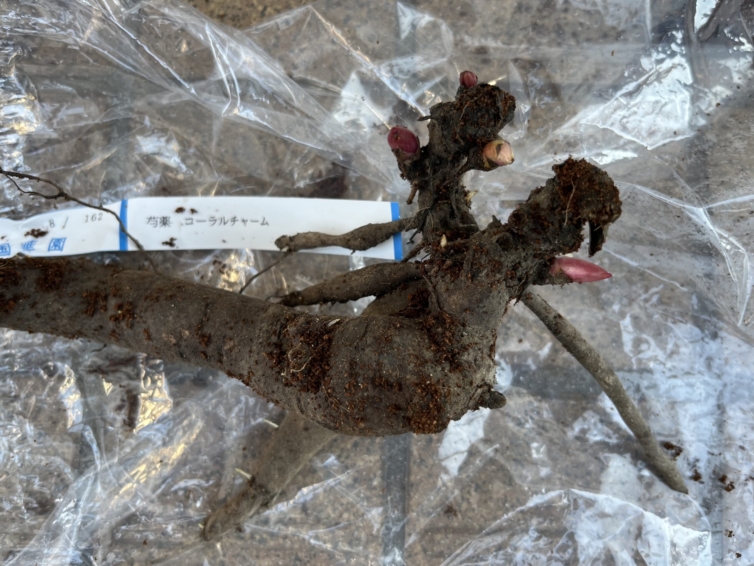 ピートモスから出したシャクヤクの苗(新芽と根っこ)。コーラルチャーム。