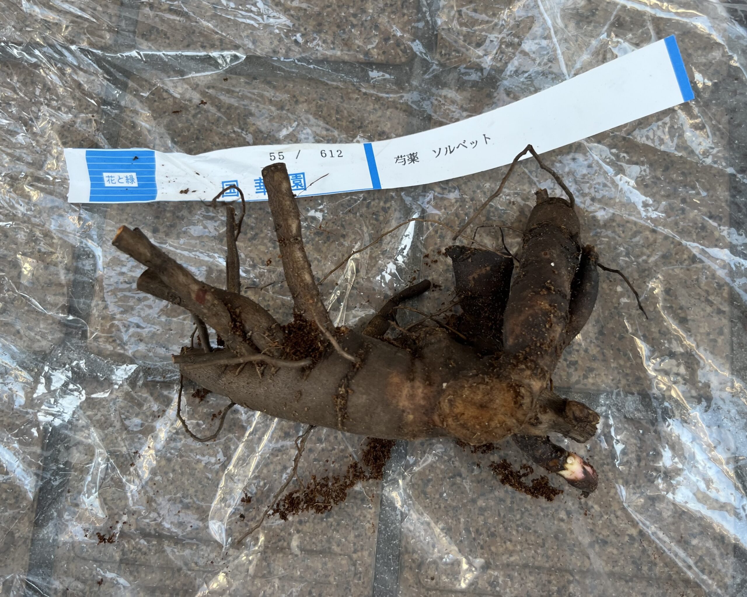 ソルベットの苗(新芽と根っこ)。