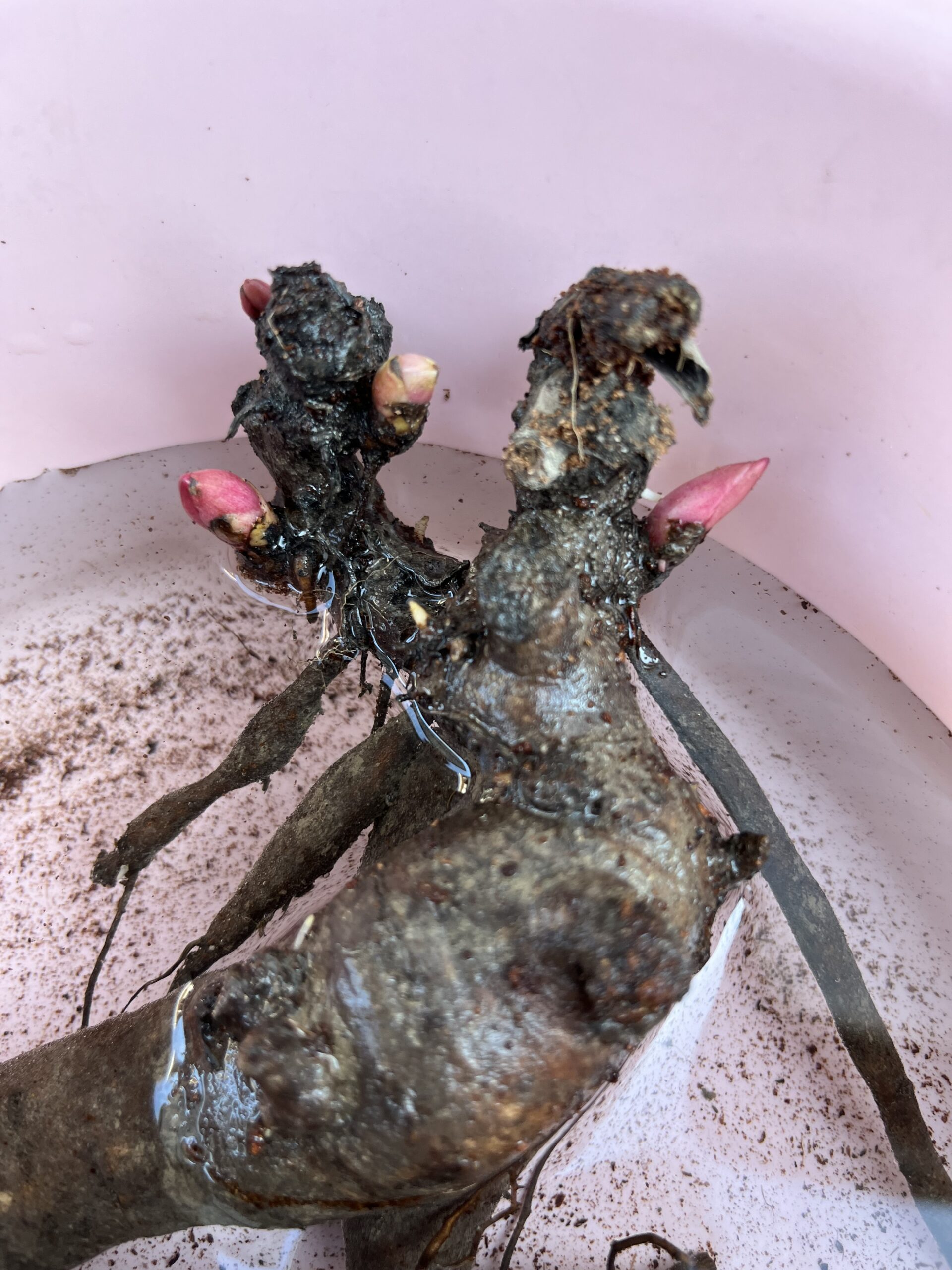 コーラルチャームの新芽。真っ赤な鋭い芽が嬉しい。4つもある。