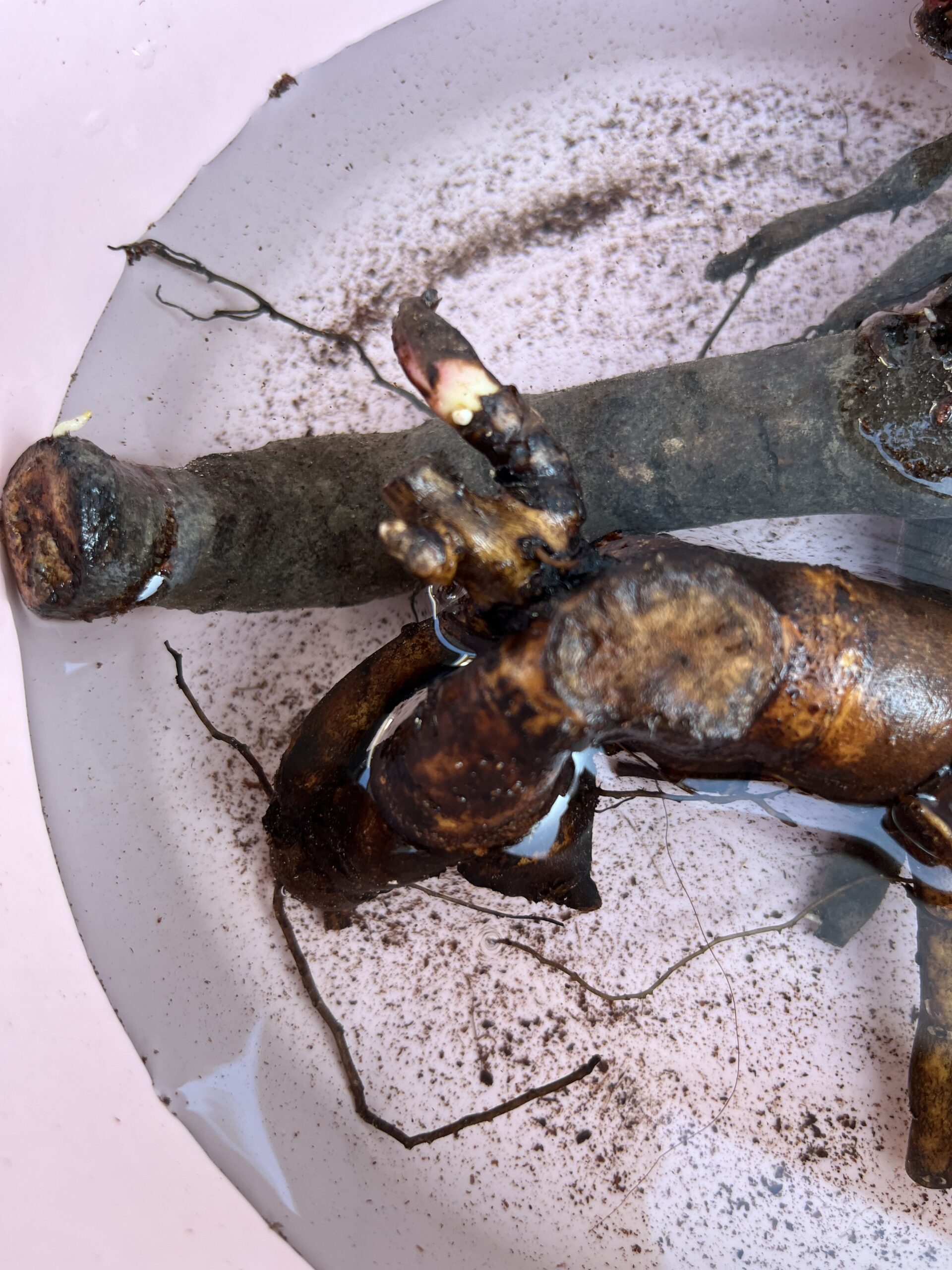 ソルベットの新芽