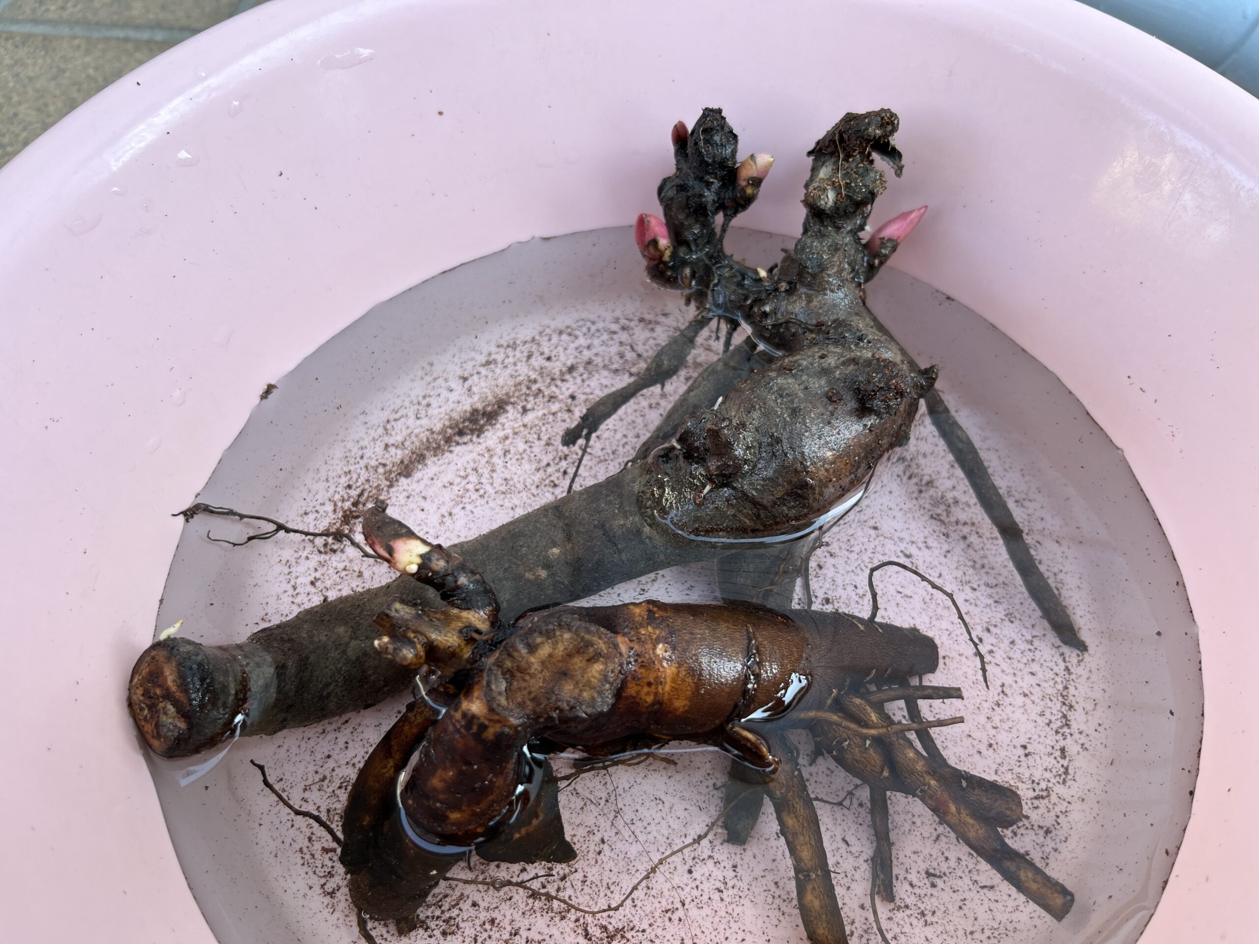 たらいに浸けた2つの苗。上のコーラルチャームが伊勢エビに見えてしまう。水に浸かっていると余計そう見える。