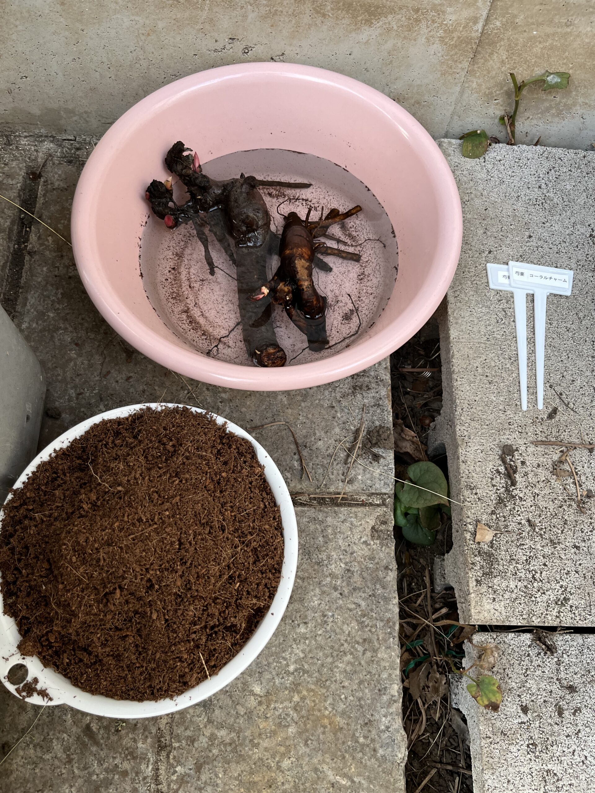 水に浸けたシャクヤクの苗とピートモス。そして手作りのネームプレート。準備は整った。