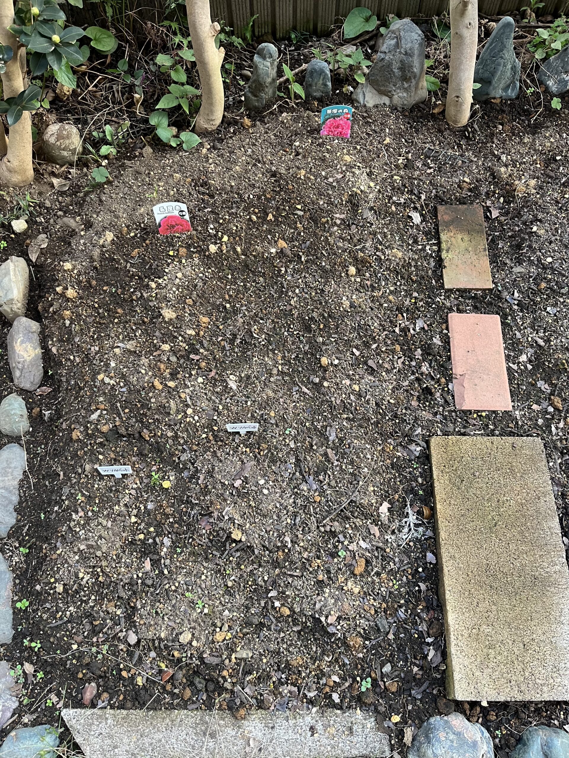 第2シャクヤク畑のことら(向かって左側)にソルベットを植える。