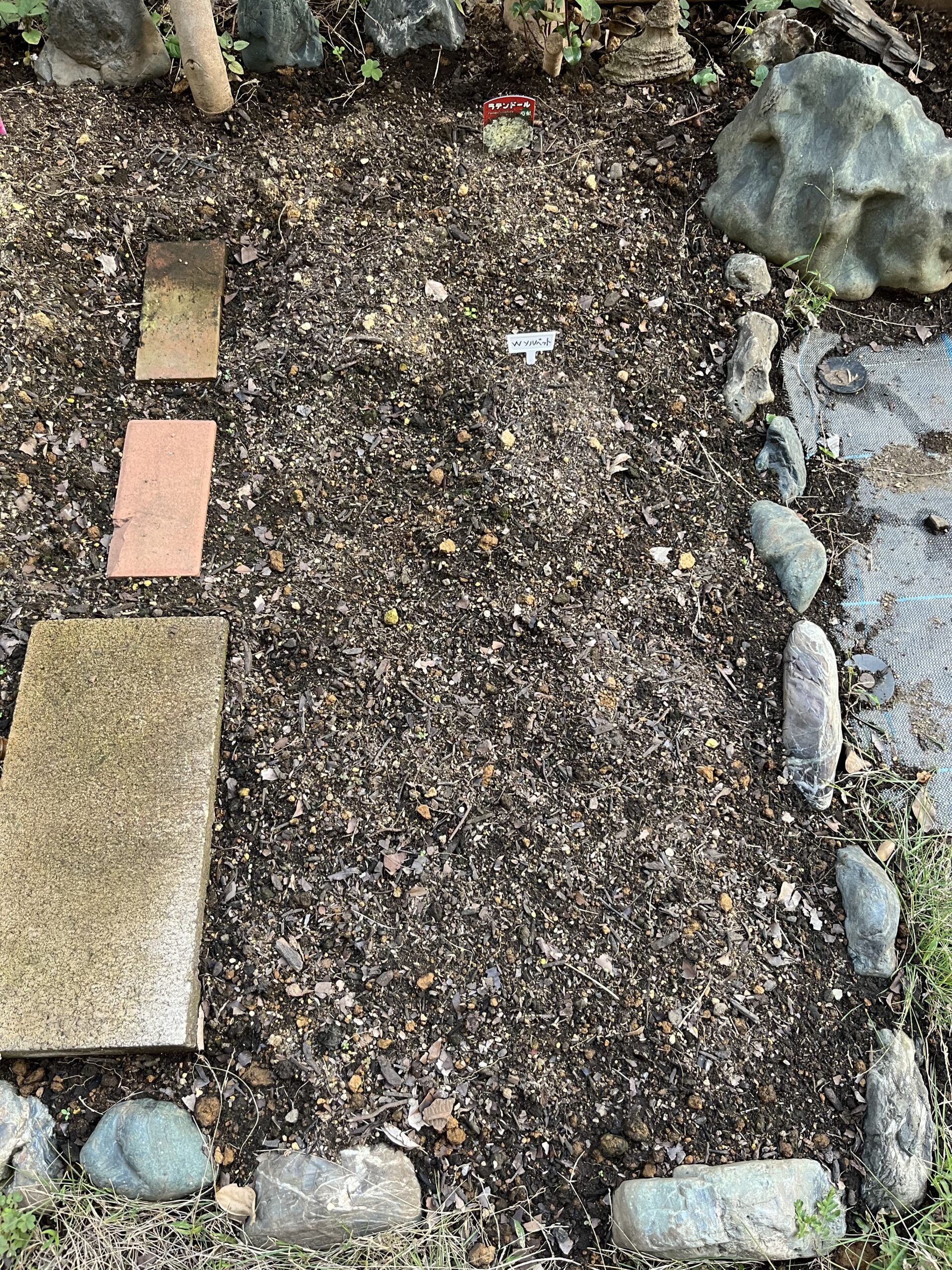 右側にコーラルチャームを植え付ける。手前がそっくり空いていて、正に特等席だ!