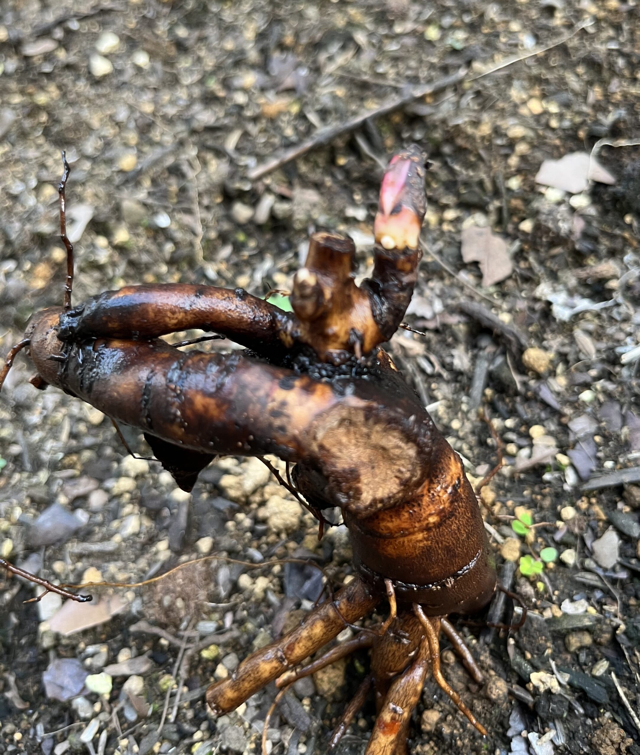 ソルベットの新芽はかなり長くて大きい。だが2つしかない。大丈夫だろうか?一抹の不安が。