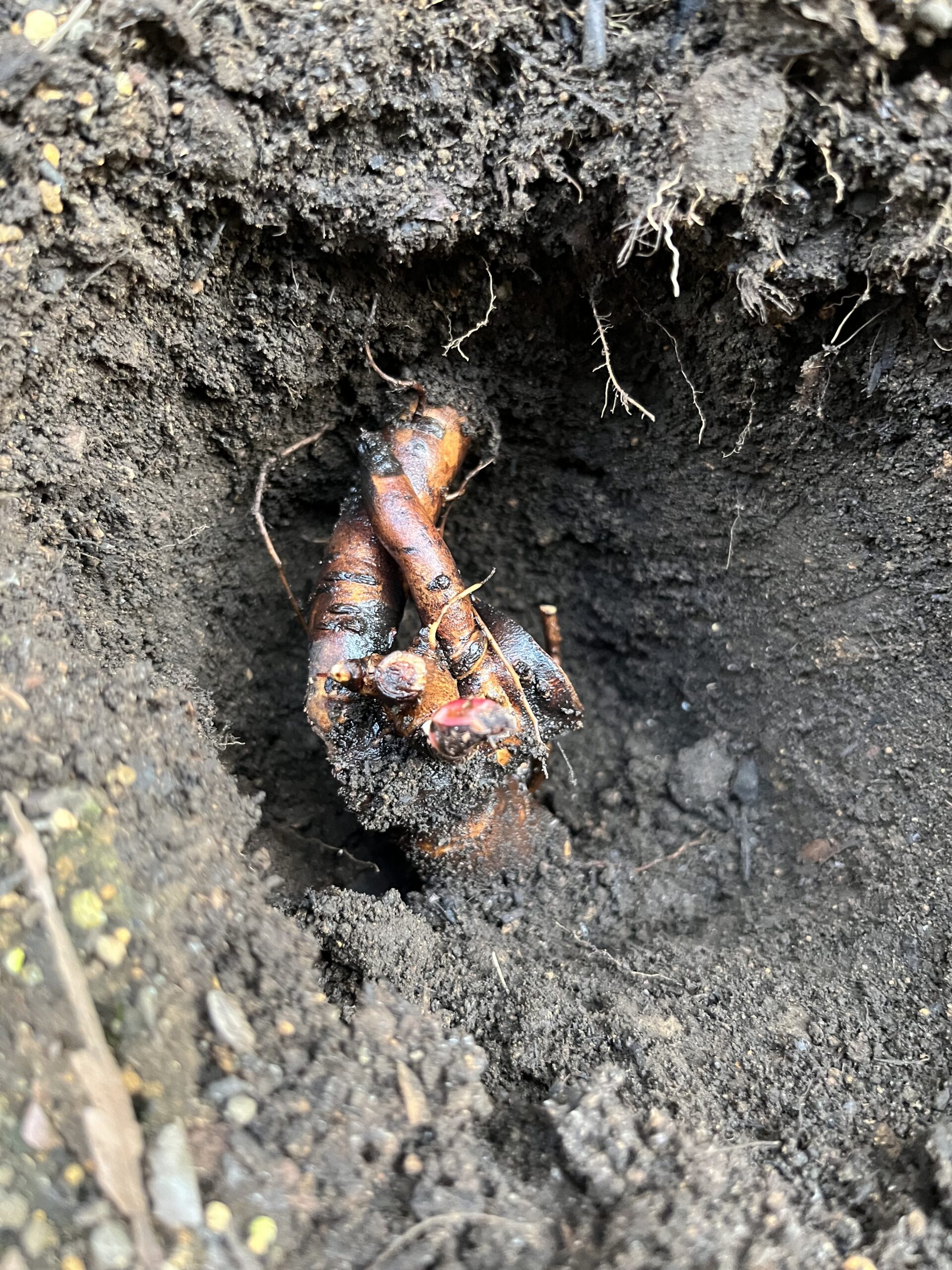 穴の中にソルベットの苗を植え付ける。