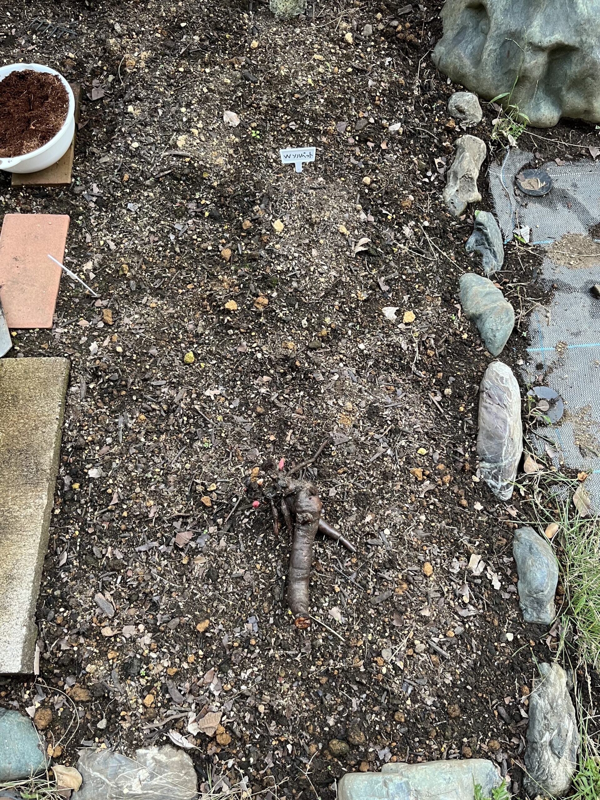 植え付ける位置を決めるために苗を置いてみる。この苗がどうしても伊勢エビのように見えてしまう(笑)。