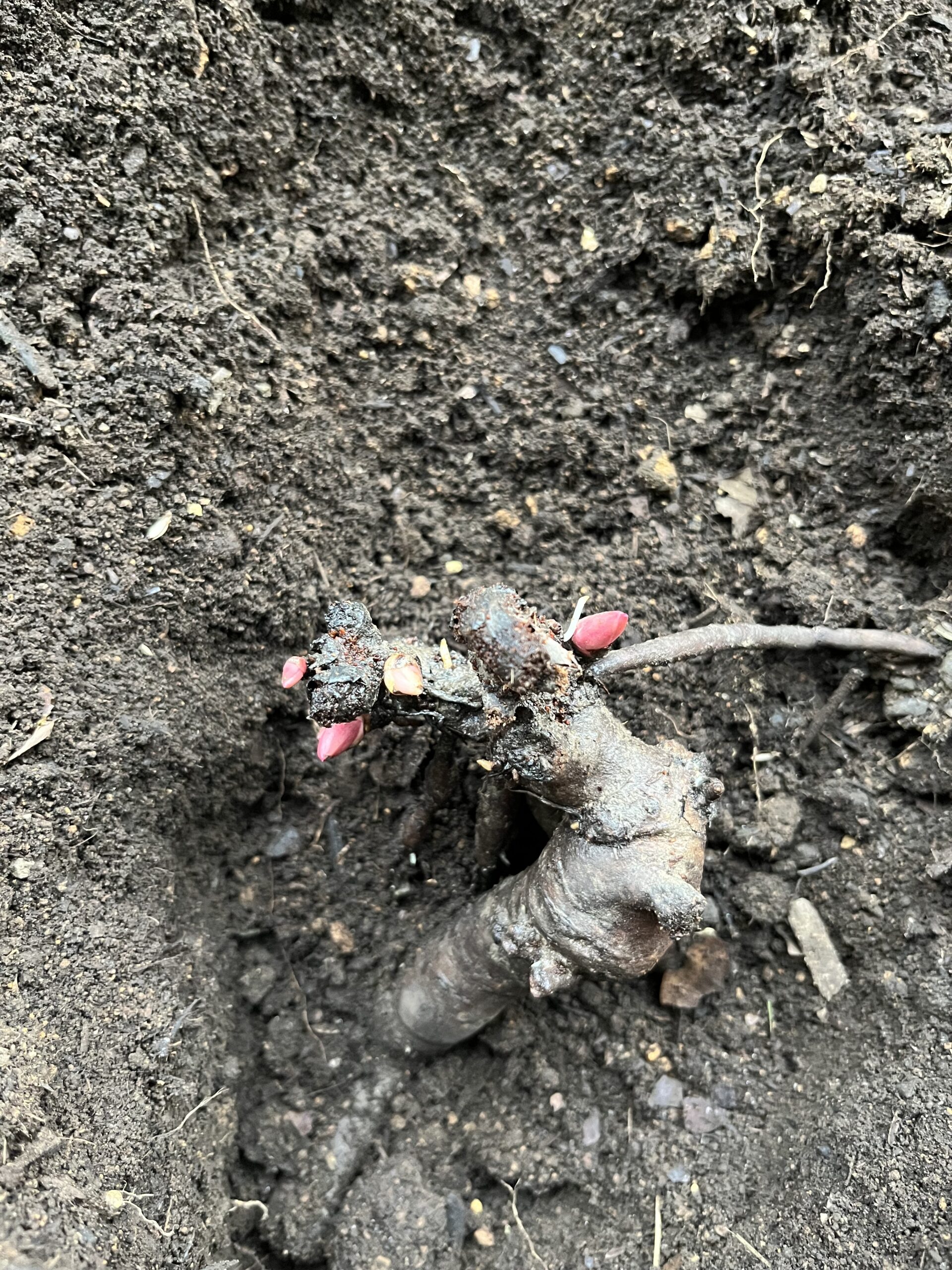 新芽を上にして挿し込むように植え付ける。