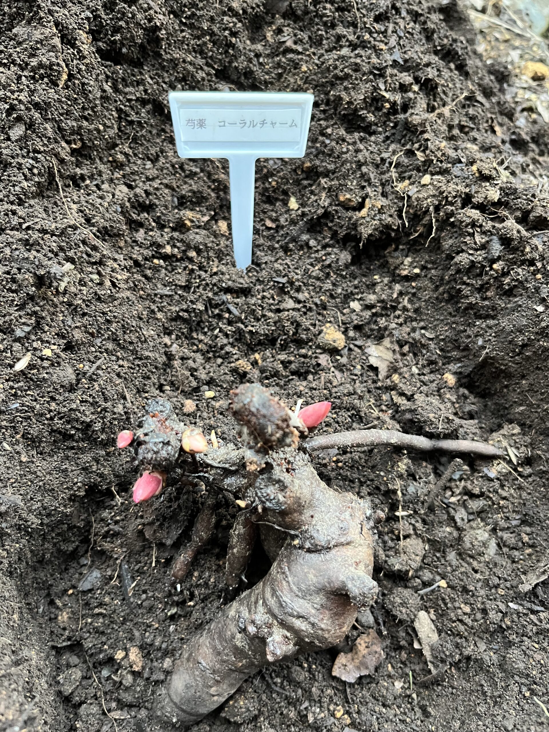 土とピートモスをかけていく。